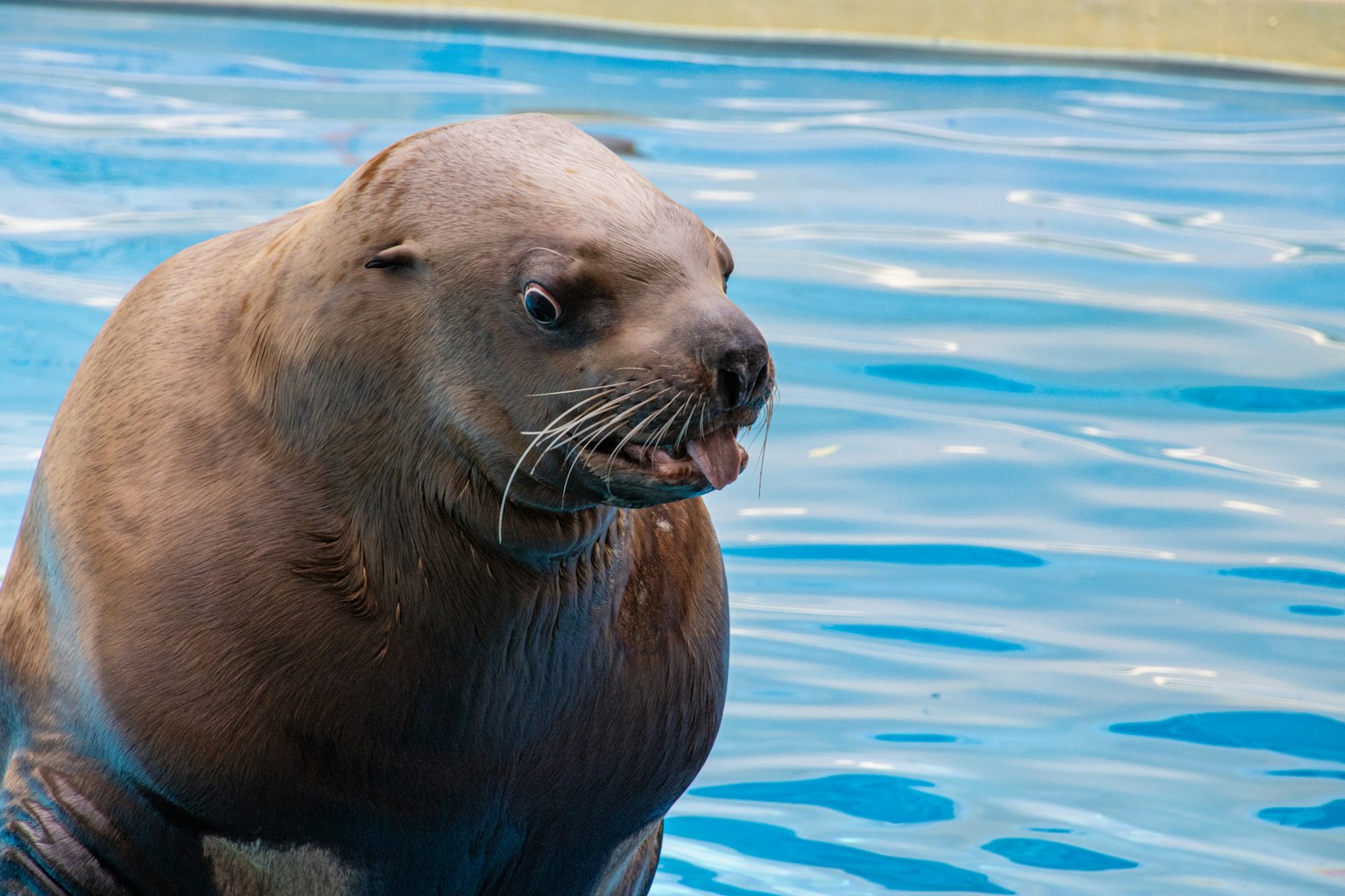 Primo piano di una foca in acqua con occhi acuti e pelliccia ricca