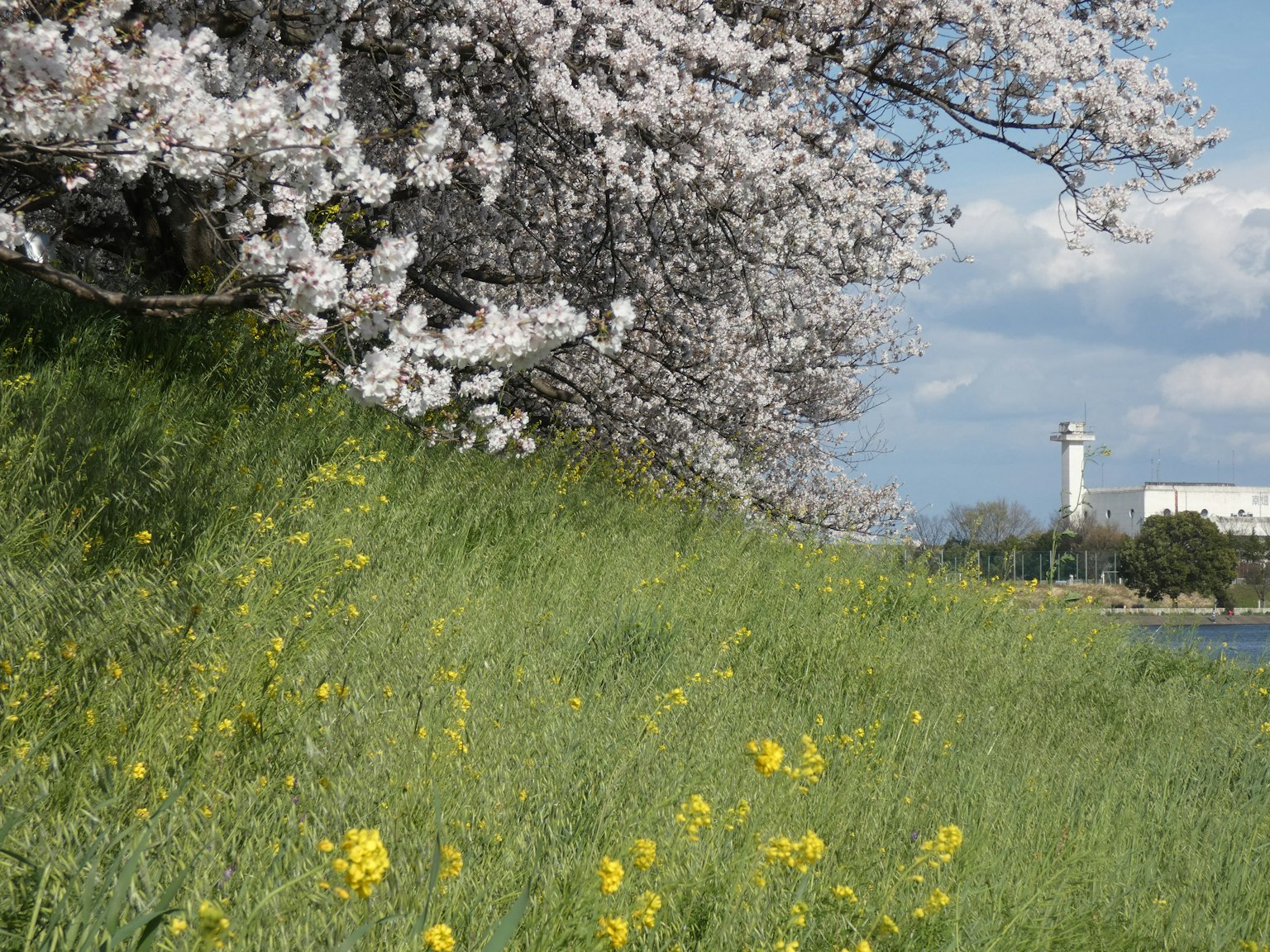 Pemandangan dengan pohon sakura dan bunga kuning di rumput hijau