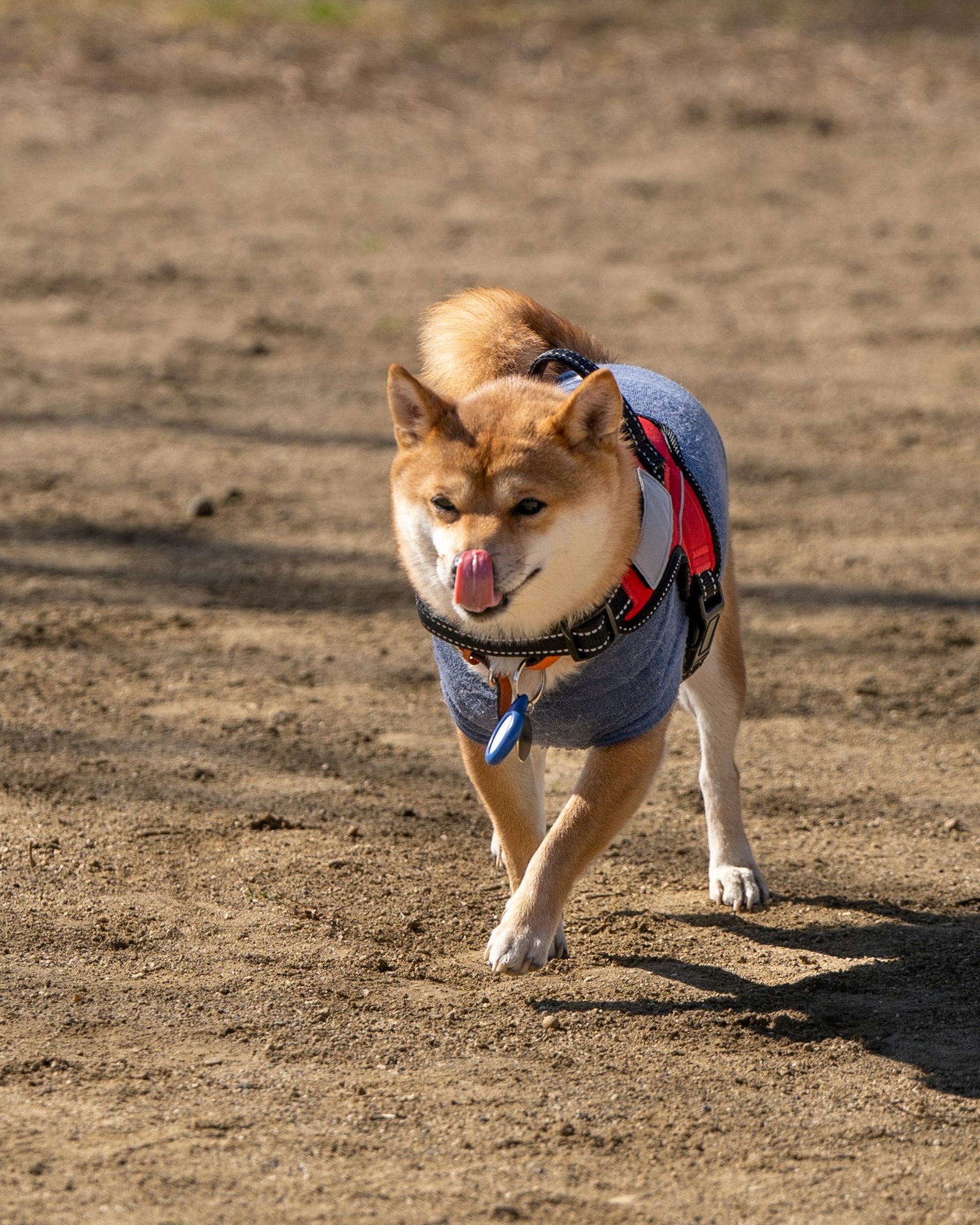 Shiba Inu marron courant librement avec un harnais