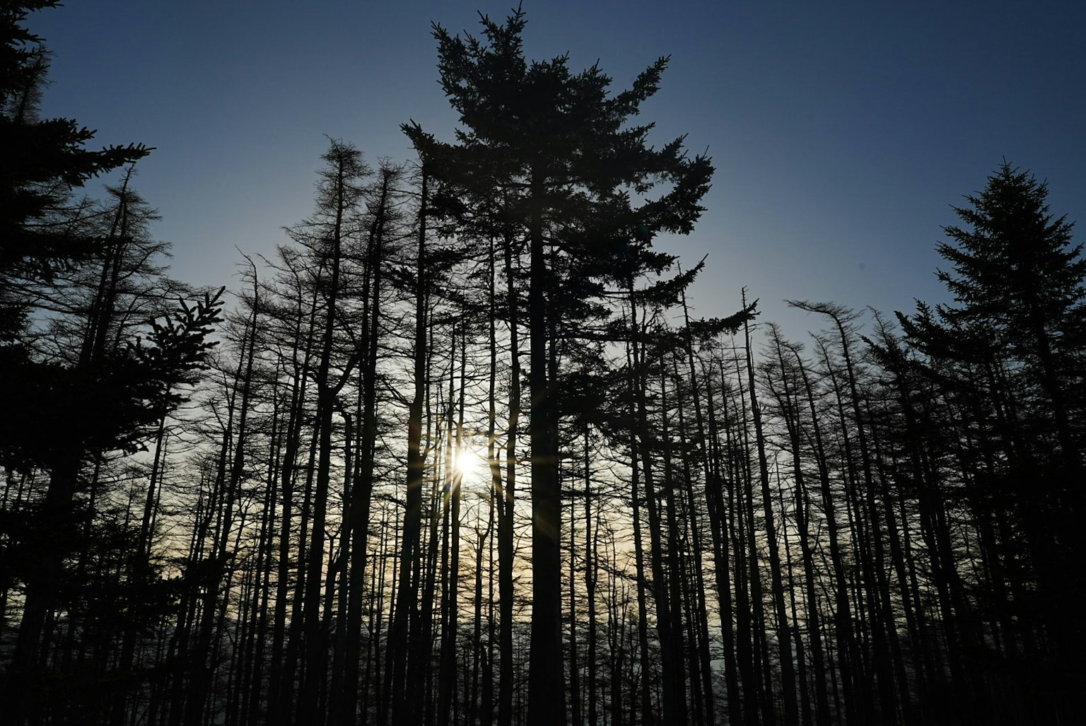 Silhouette of tall trees in a forest at dusk with a glowing sun in the background