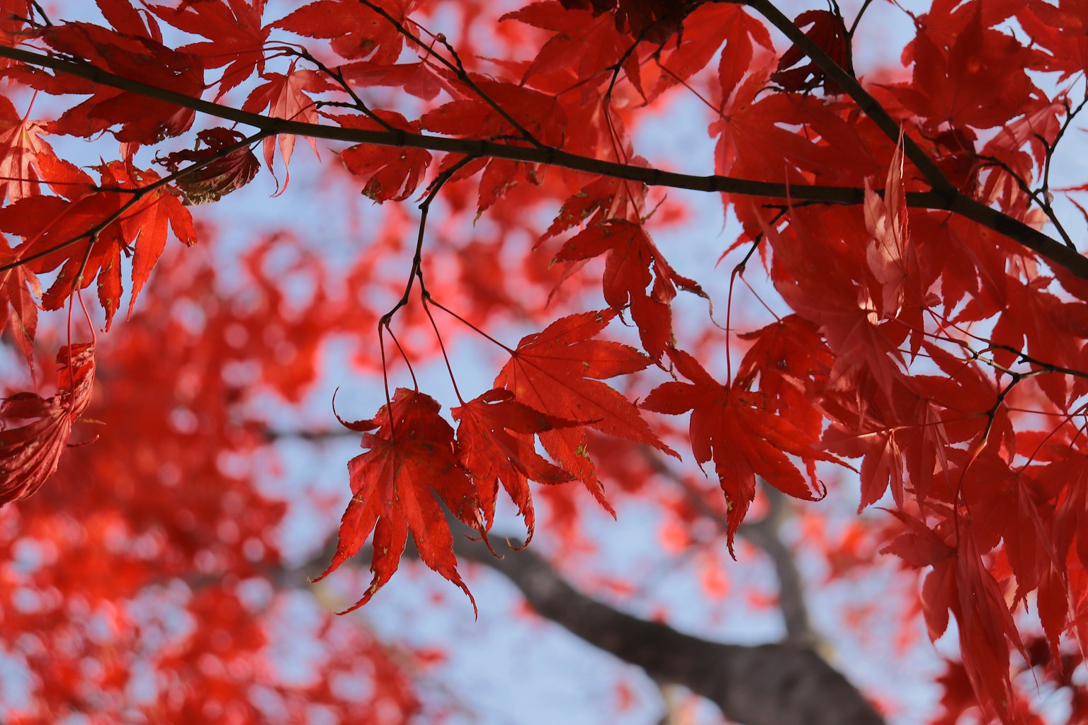 Feuilles d'érable rouges vives contre un ciel bleu clair