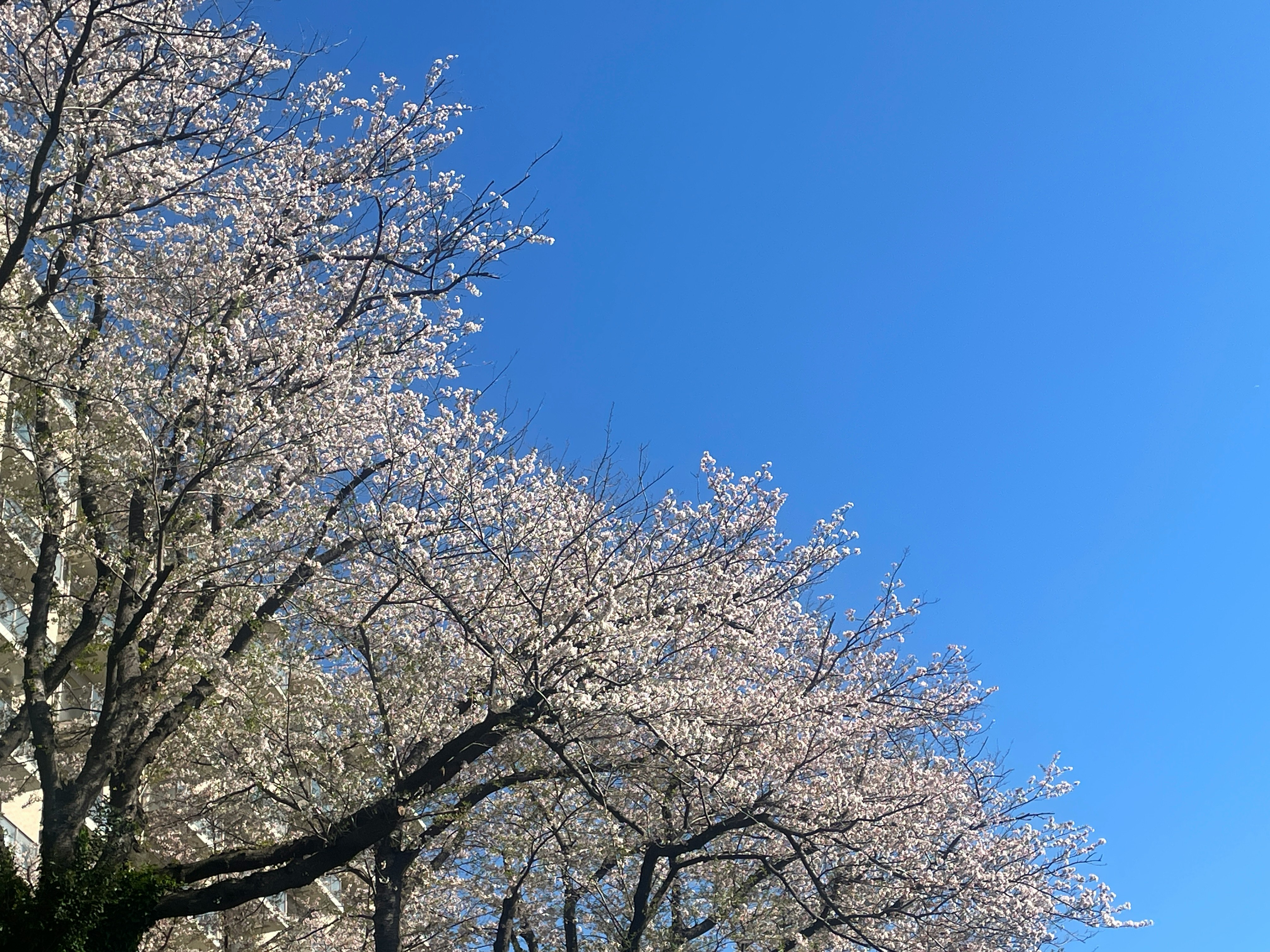 Kirschblütenzweige vor blauem Himmel