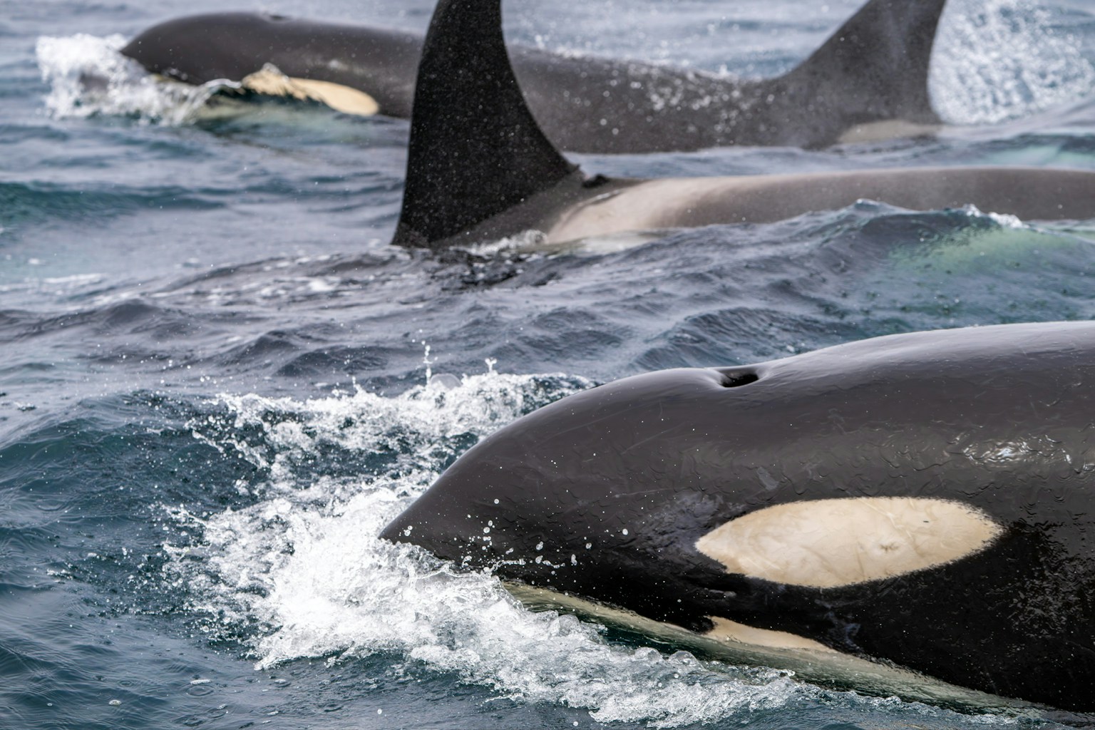 Close-up image of a pod of orcas swimming in the ocean