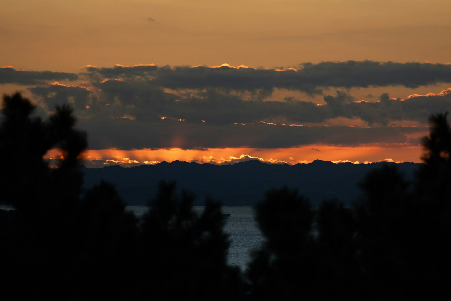 Silhouette di alberi contro un cielo al tramonto