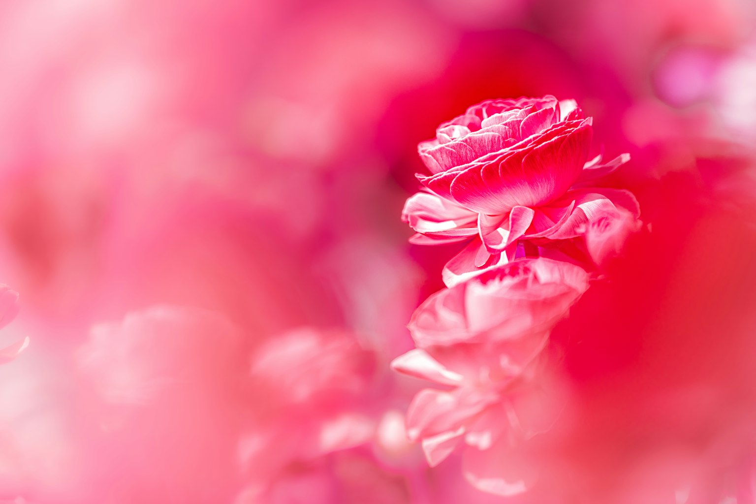 흐릿한 배경에서 떠오르는 생생한 분홍색 꽃