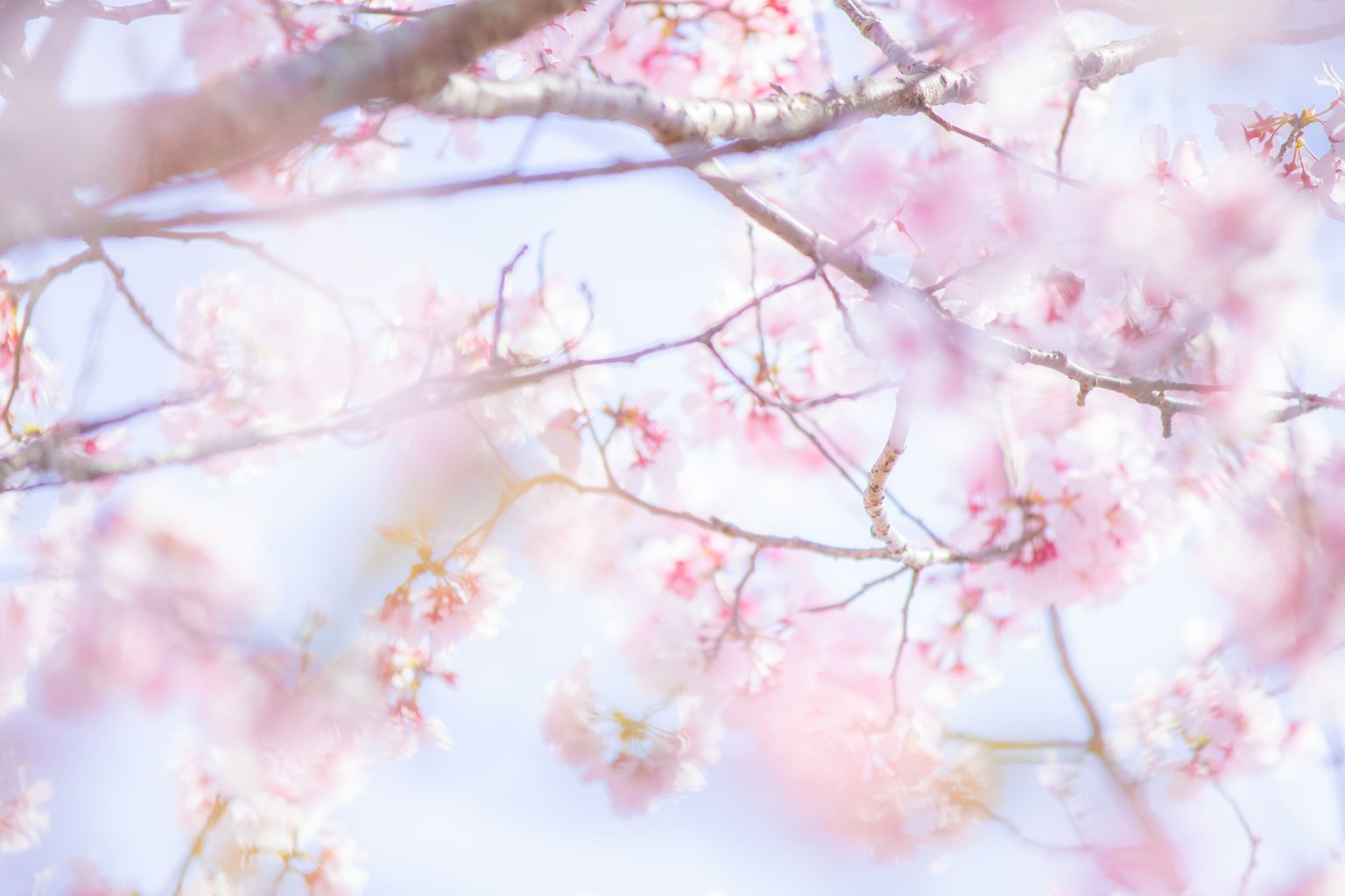 부드러운 분홍색 꽃이 있는 벚꽃 가지의 클로즈업