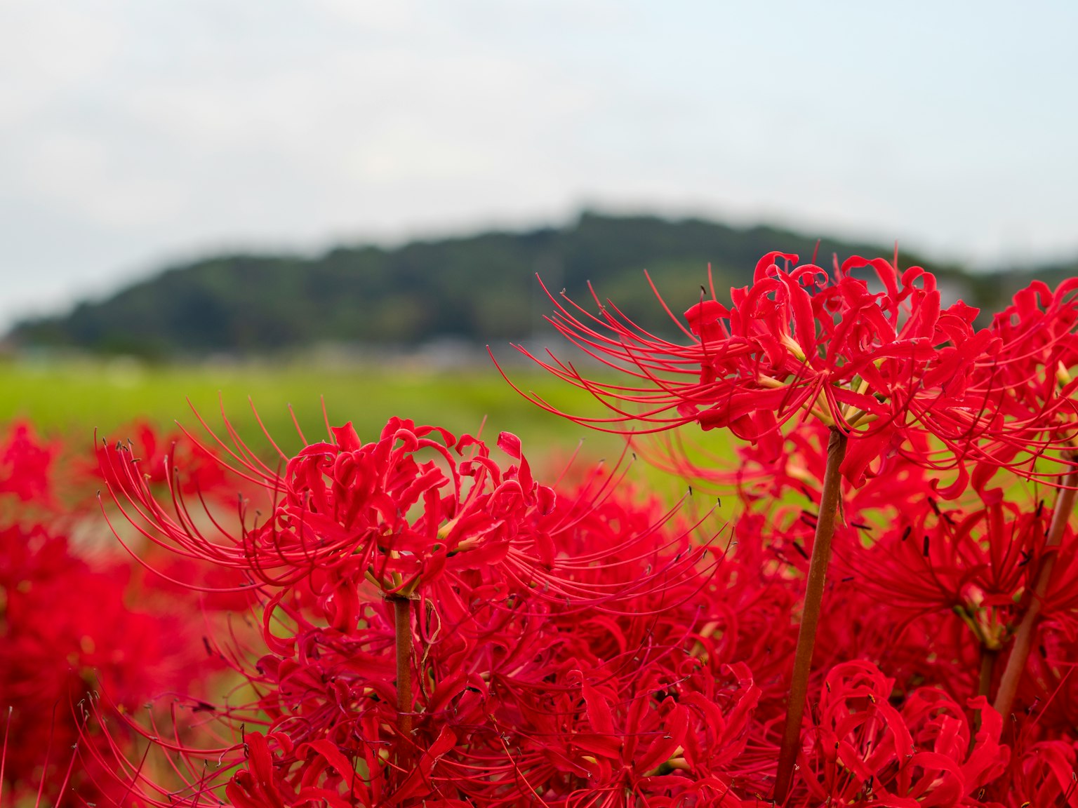 Gros plan de lys araignées rouges avec une colline verte en arrière-plan