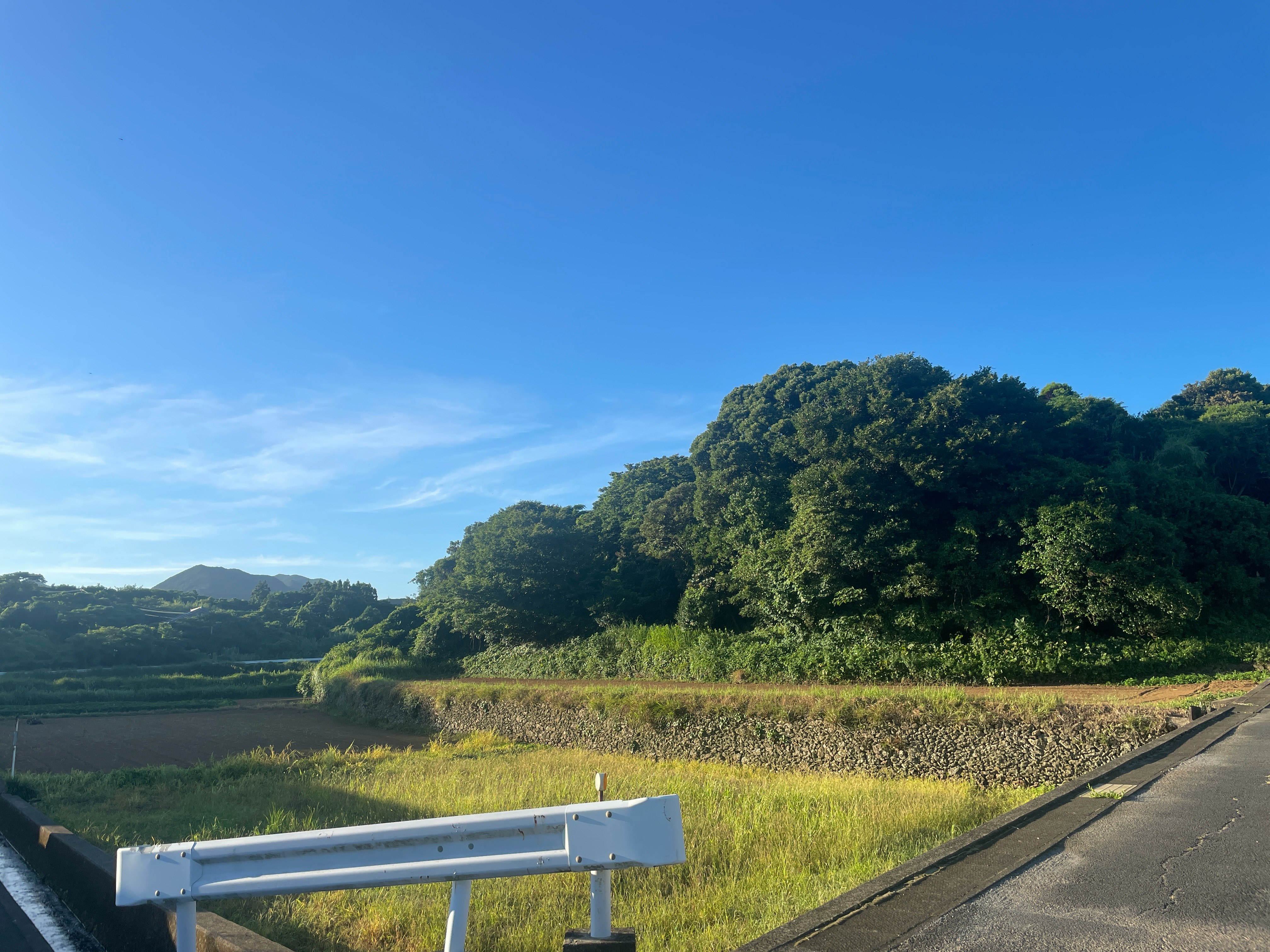 早朝の青空の下、青と緑の田園風景