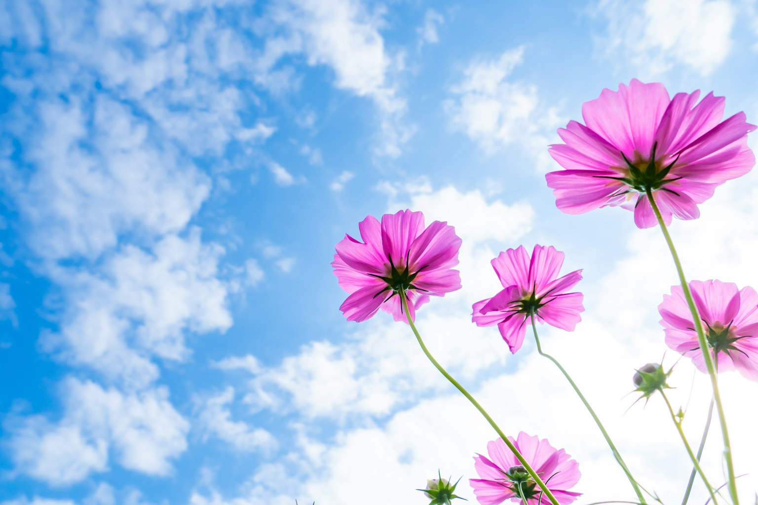 Rosa Blumen blühen vor einem blauen Himmel mit weißen Wolken