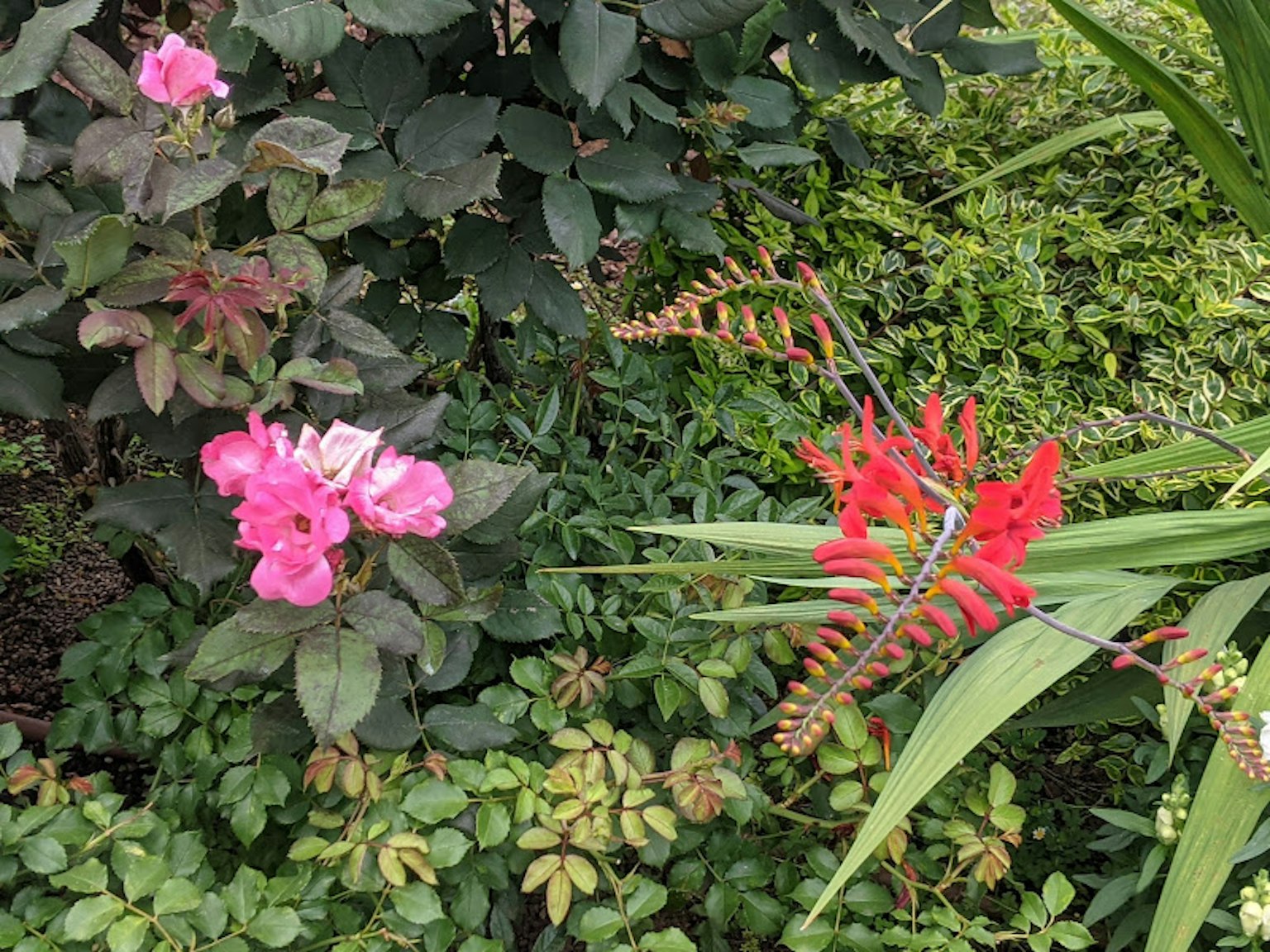 一个花园场景，五彩缤纷的花朵，包括粉色的凤仙花和鲜艳的红花