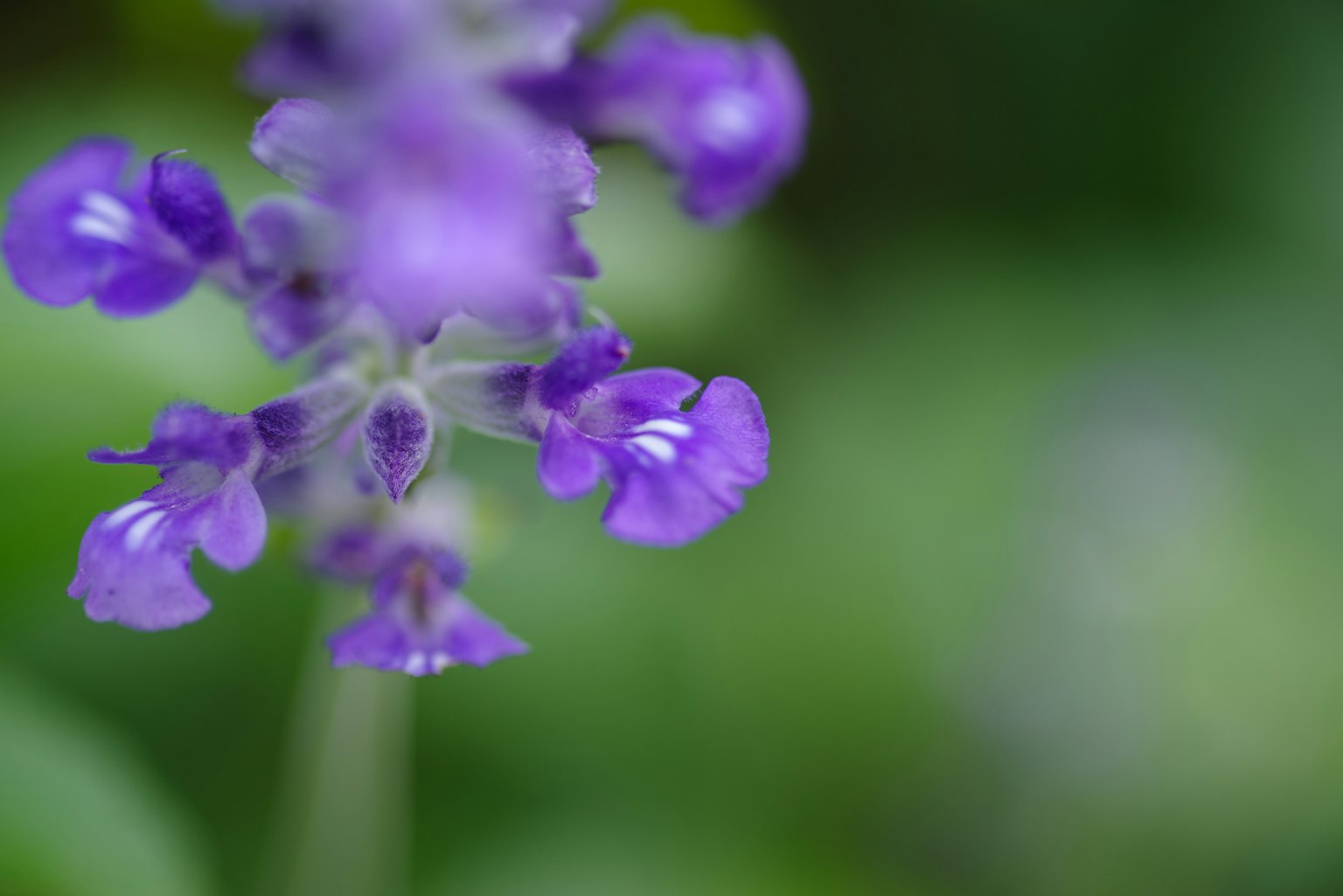 Gros plan d'une fleur violette avec un arrière-plan vert flou