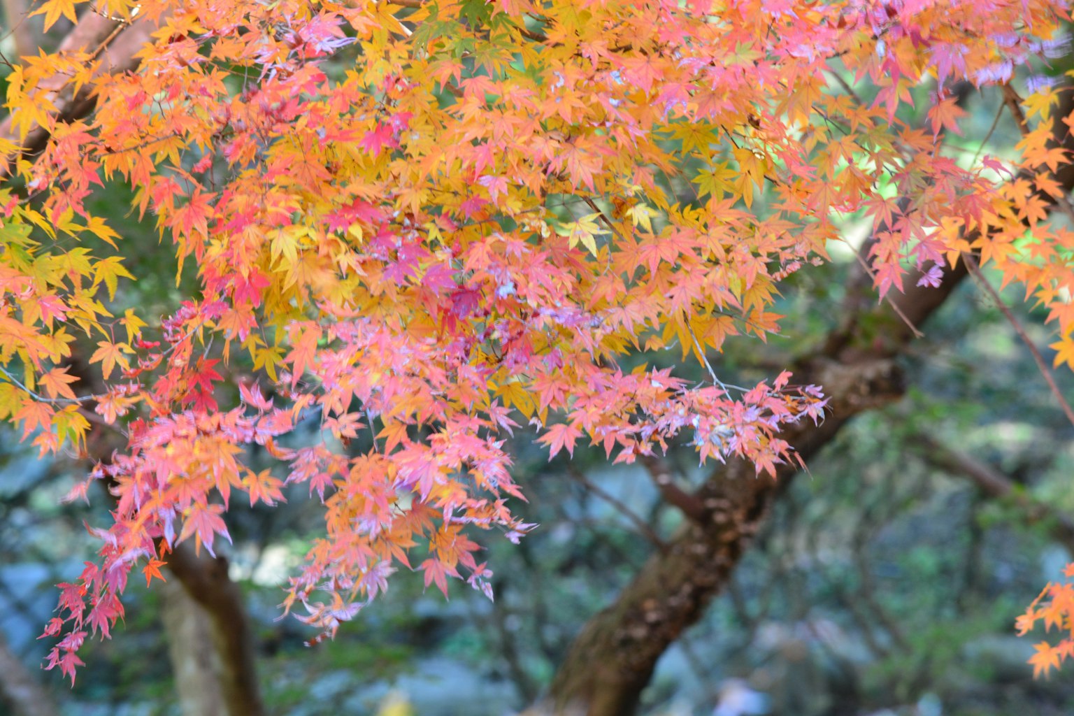 Foglie d'acero colorate in autunno