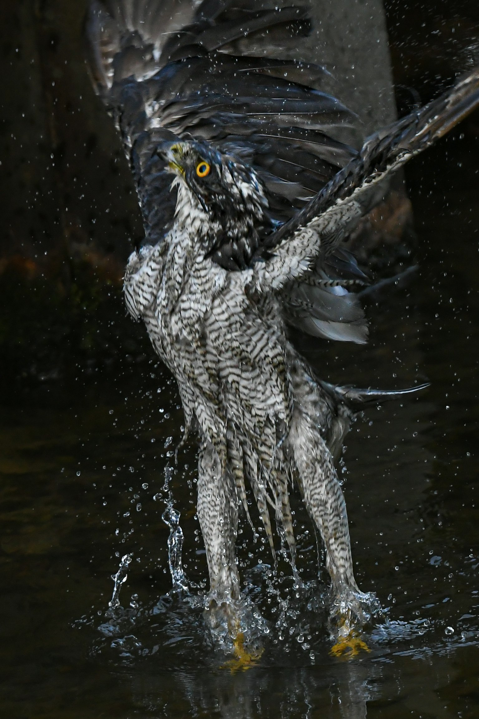Bird of prey spreading its wings while splashing water