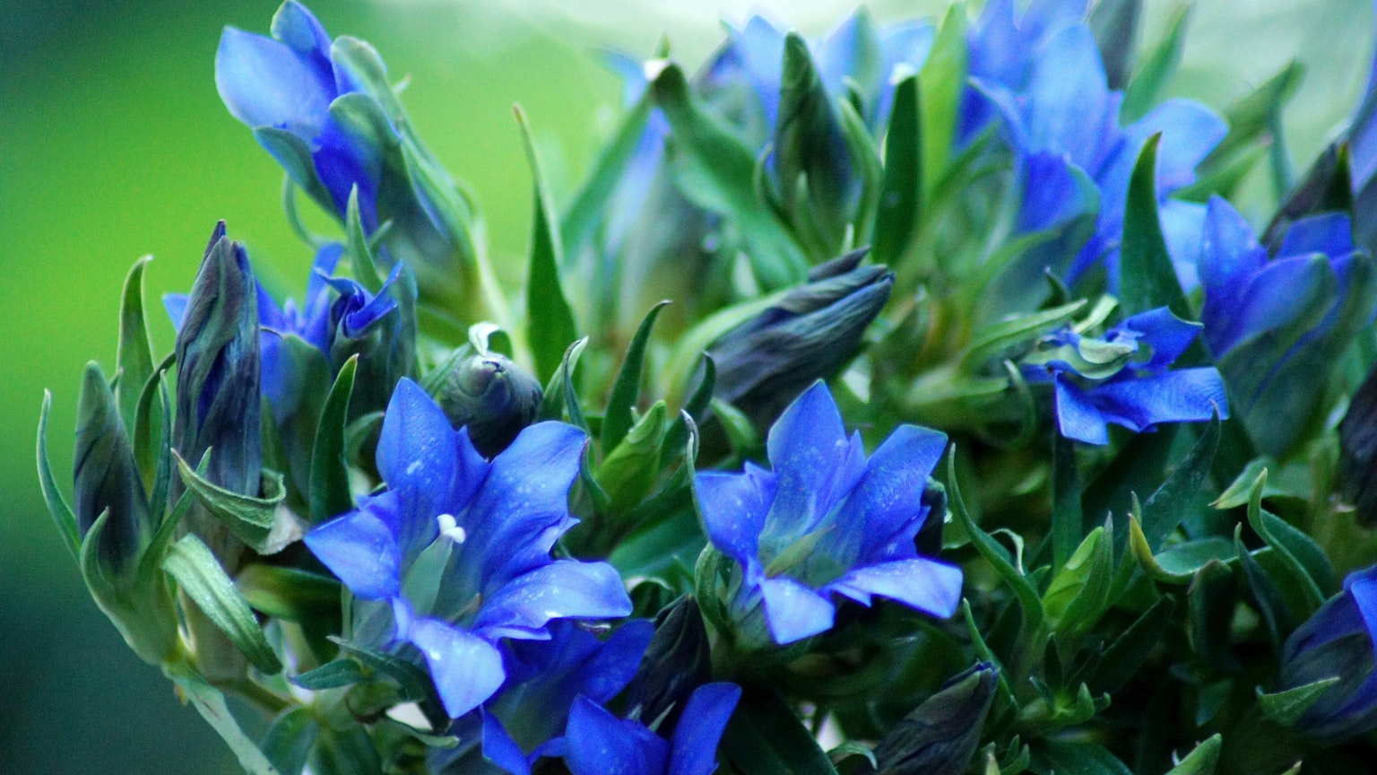 Acercamiento de flores azules en una planta verde