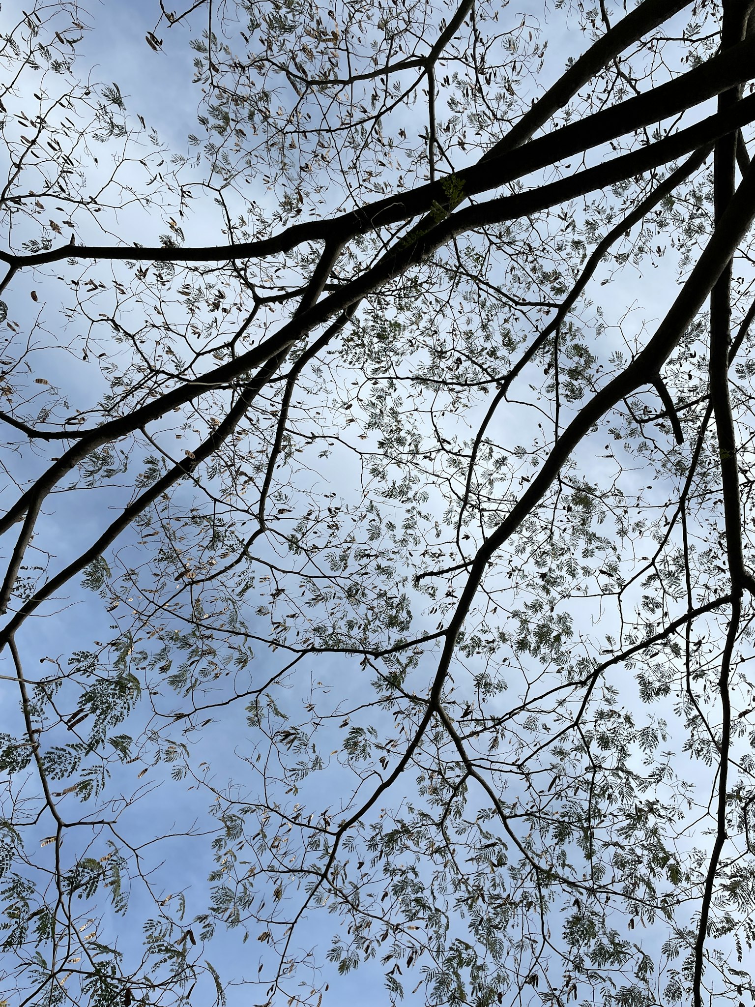 Dahan dan daun tipis pohon di latar belakang langit biru