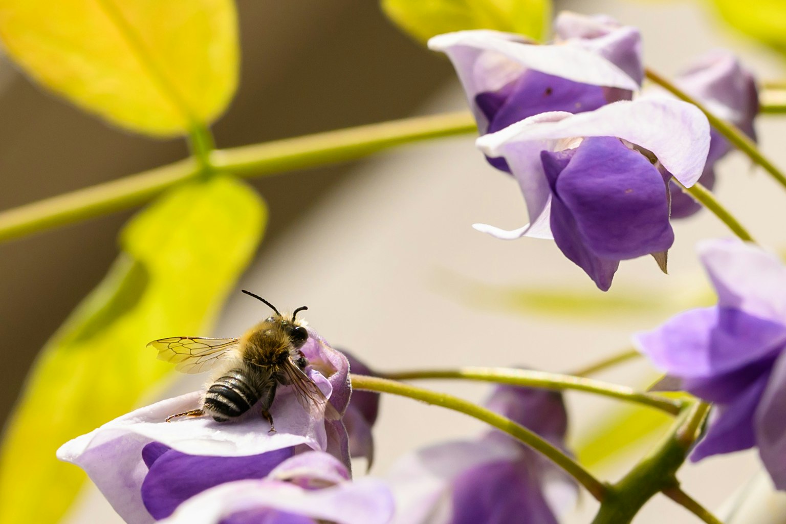 Con ong trên hoa tím với lá vàng ở nền