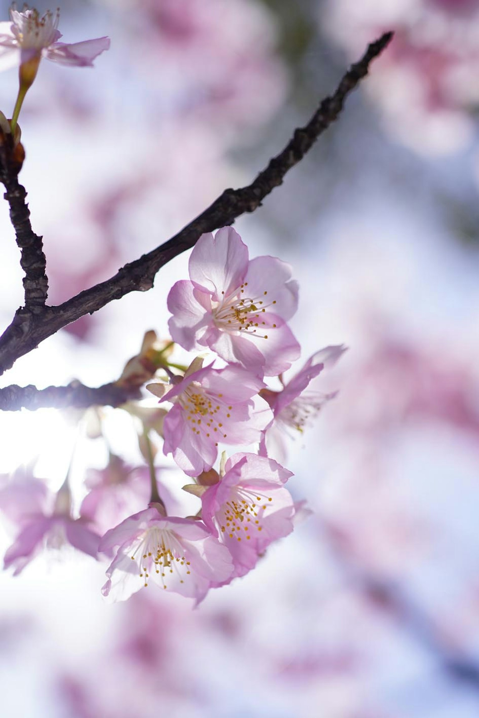 Close-up of cherry blossom flowers on a branch