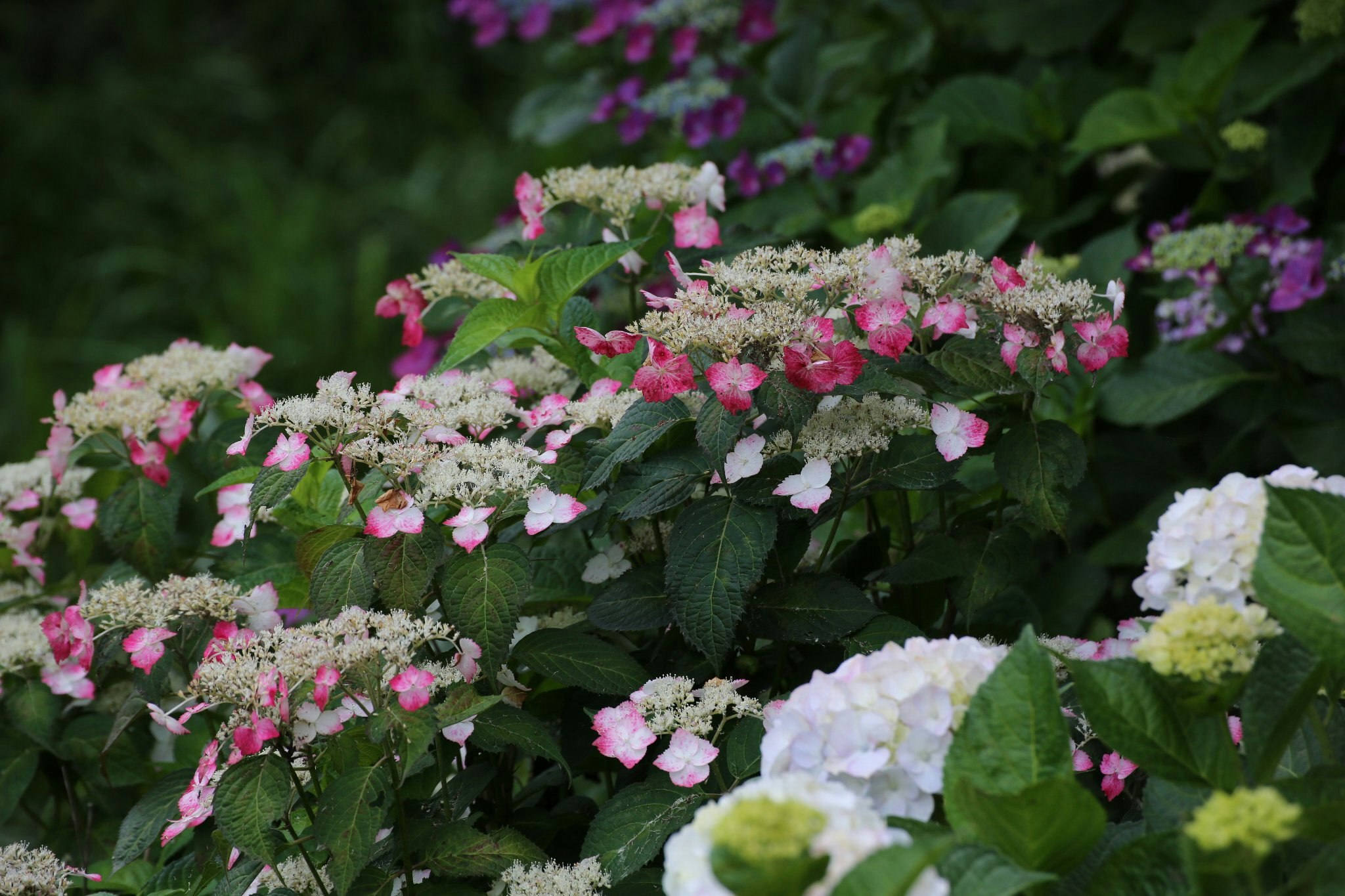 色とりどりのアジサイの花が咲く花壇