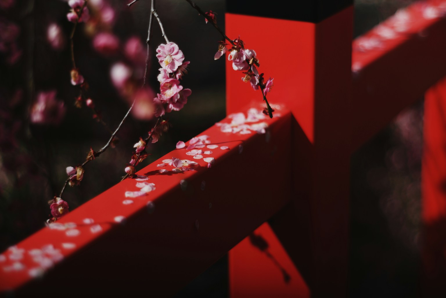 Pagar merah cerah dengan kelopak bunga sakura yang tersebar dan latar belakang buram