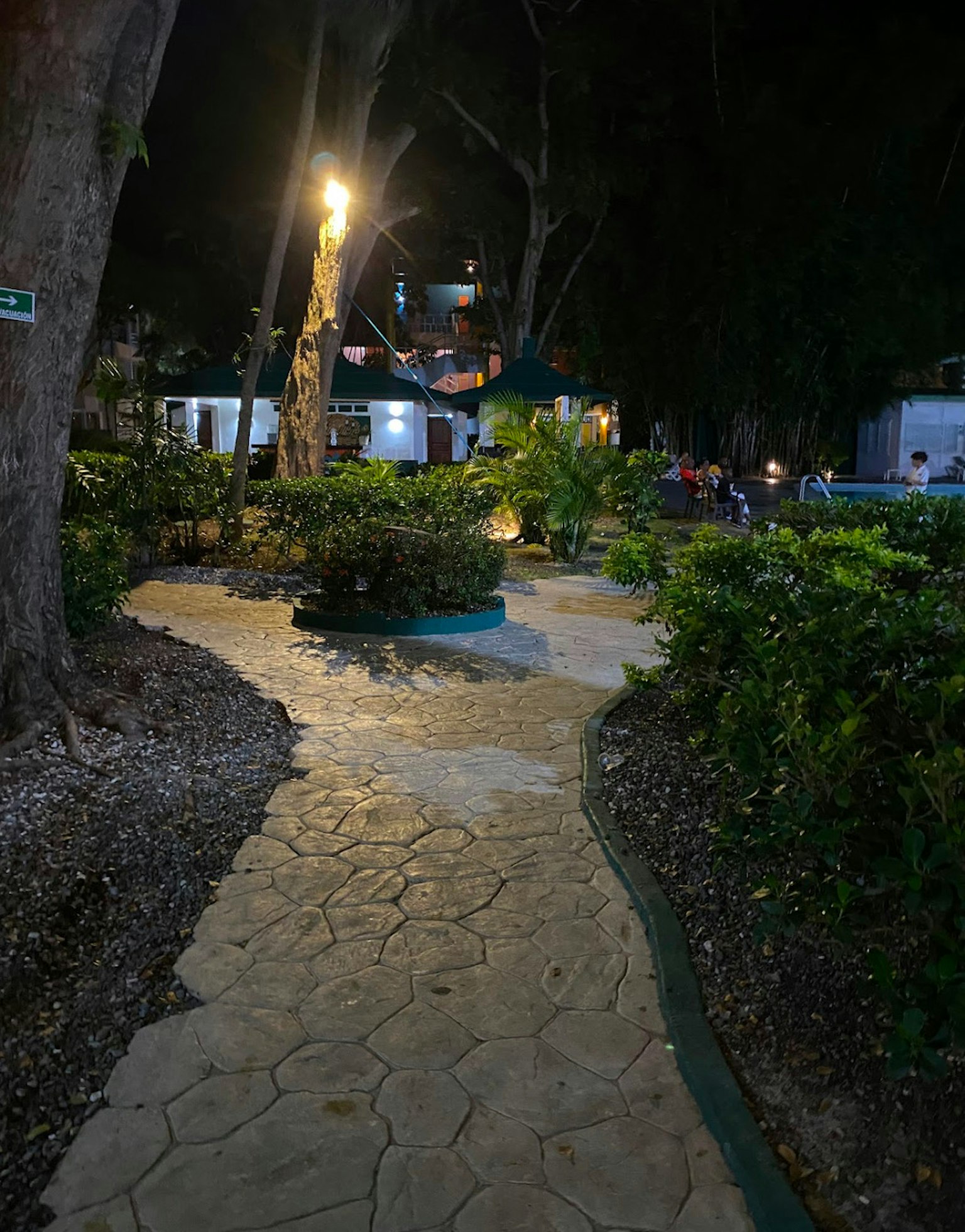 夜间公园小径，周围有绿植和灯光