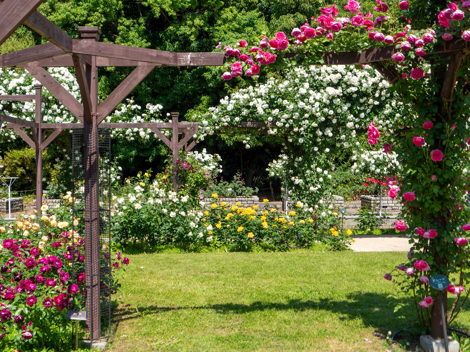 Jardin magnifique avec des fleurs en fleurs et une arche en bois