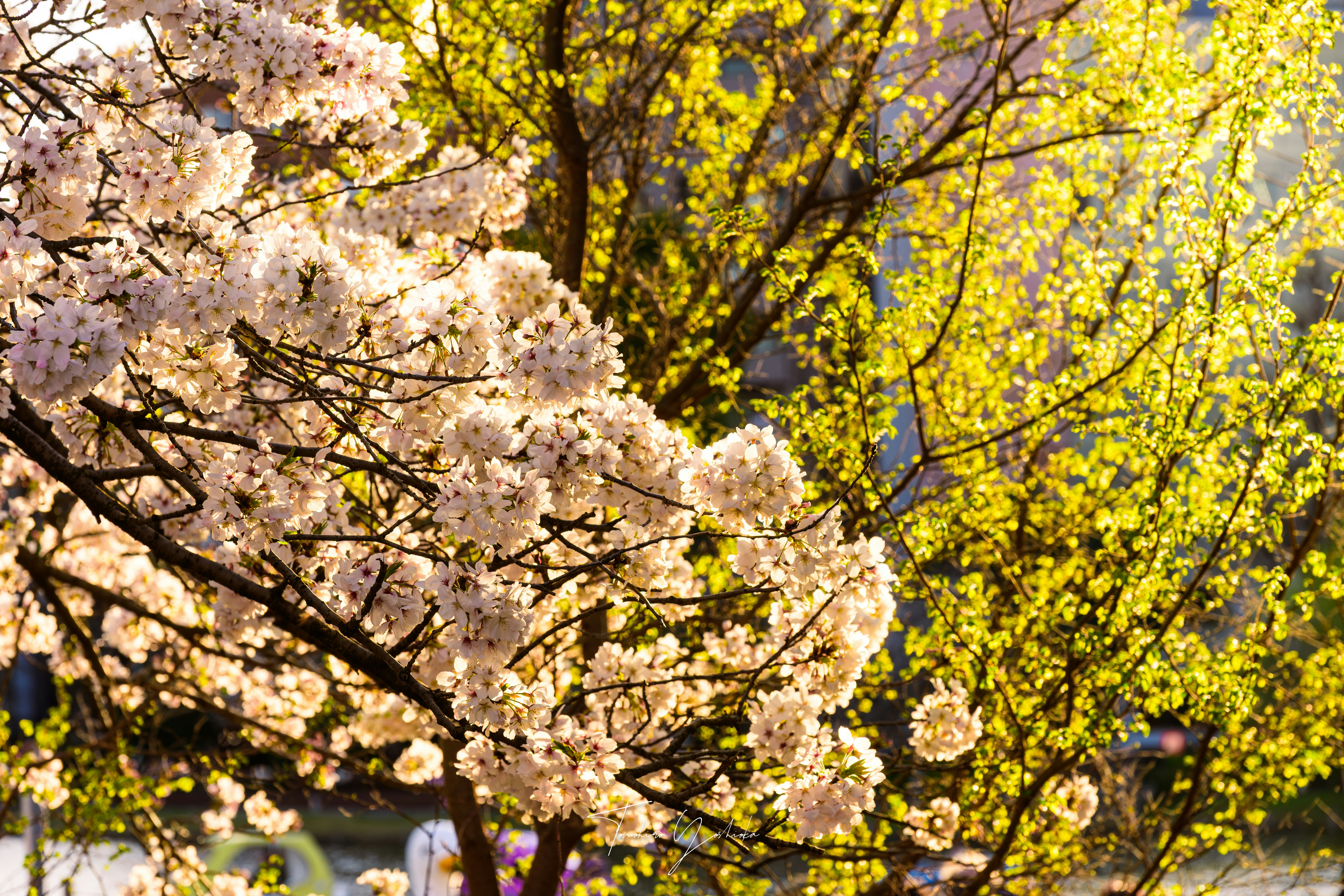 上野恩寵公園の桜と黄色い花が咲く木々