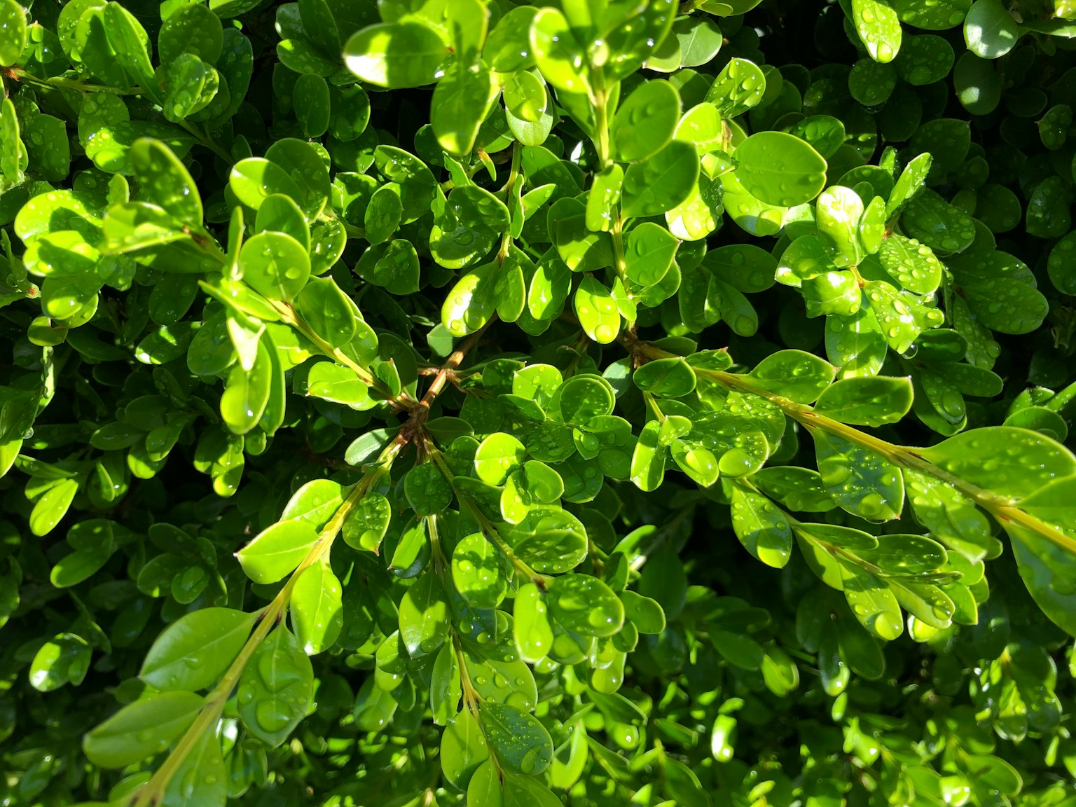 Grupos densos de hojas verdes con gotas de agua
