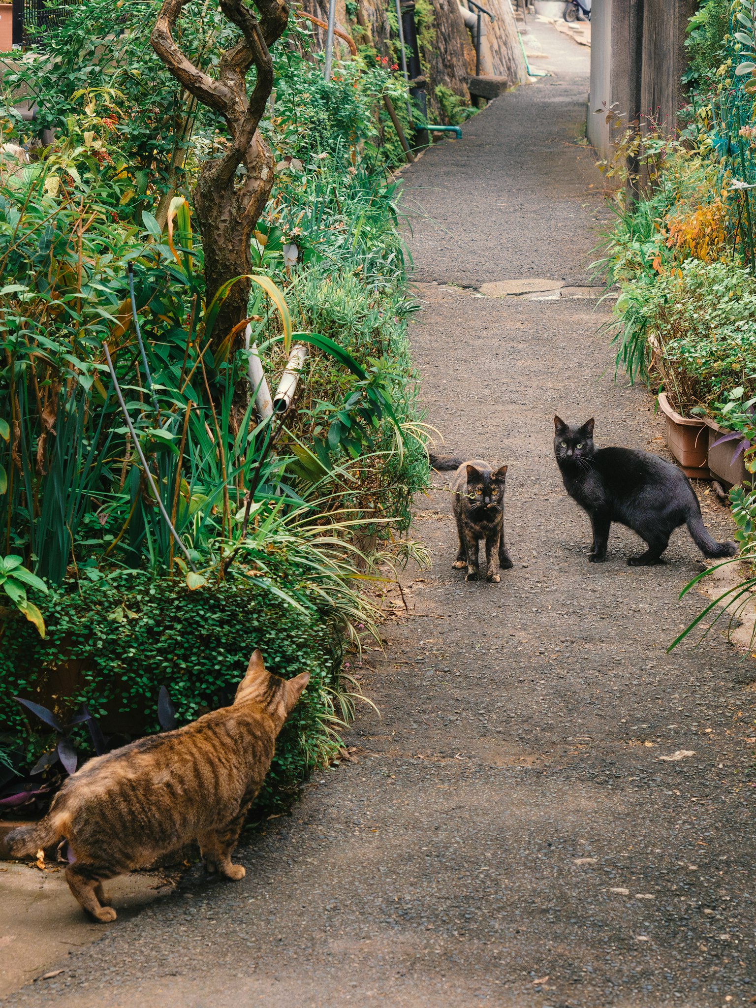 Drei Katzen auf einem grünen Weg eine getigerte und zwei schwarze Katzen