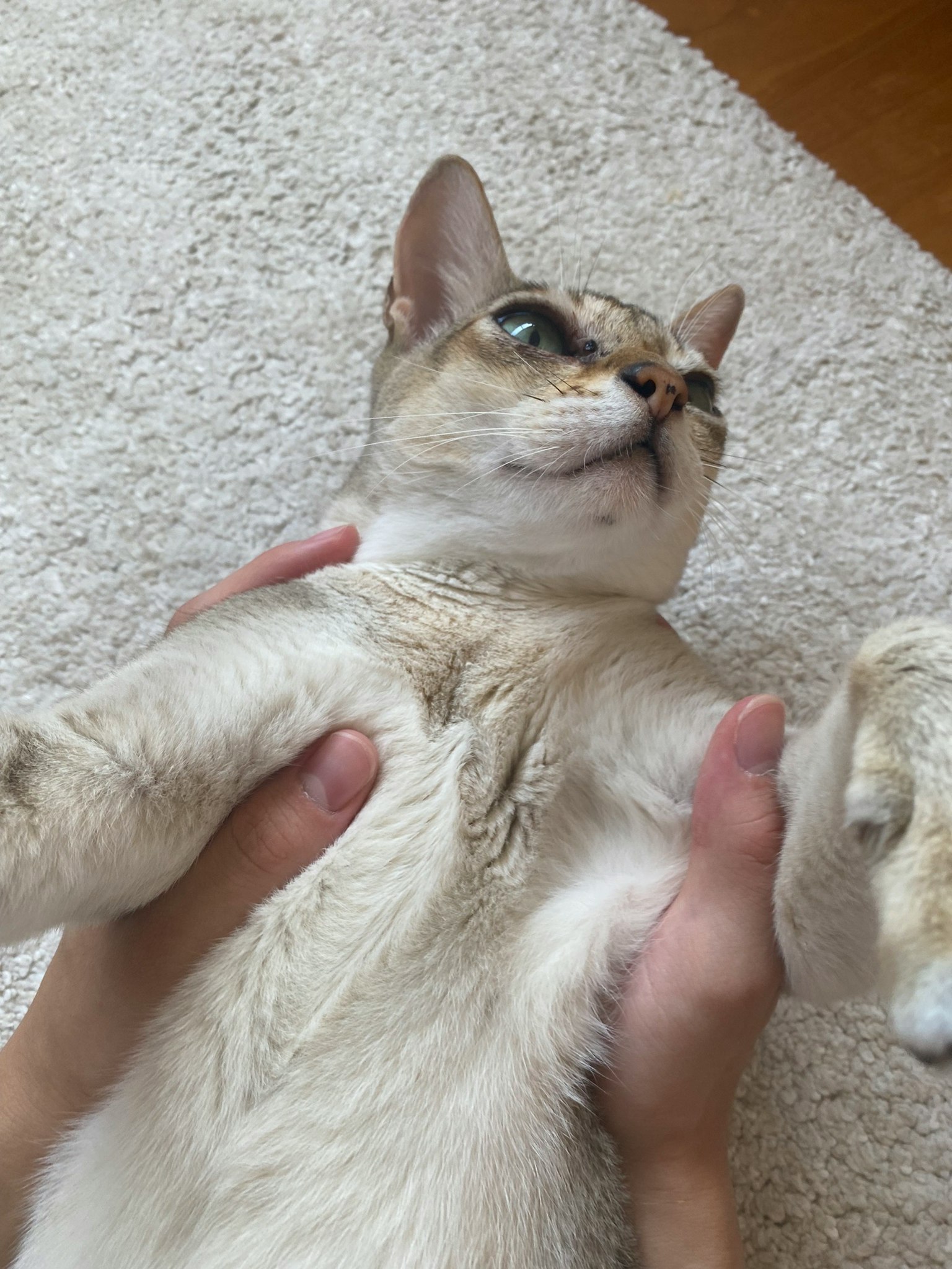 一只浅色的猫仰卧着被手托着