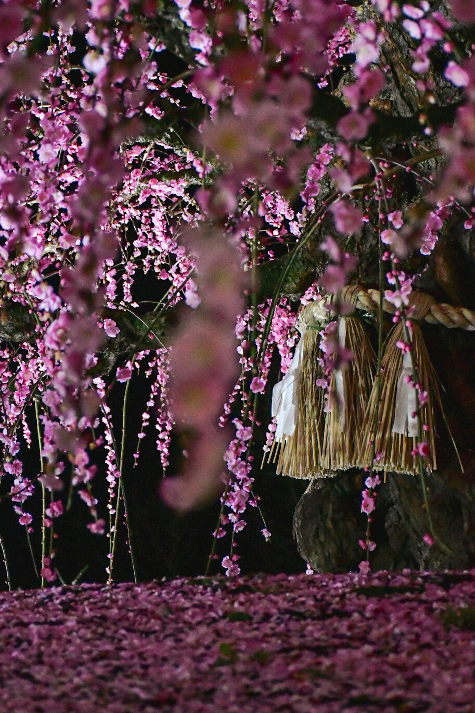 Une scène avec un vêtement traditionnel sous un arbre orné de magnifiques fleurs roses