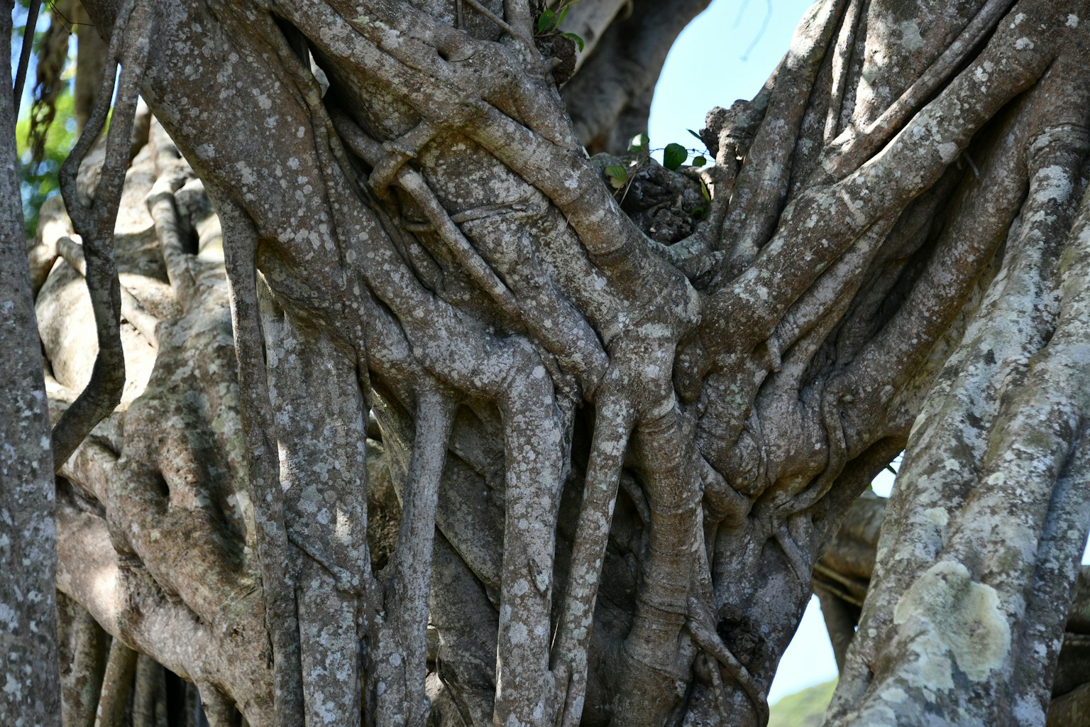 Primo piano di radici d'albero intrecciate