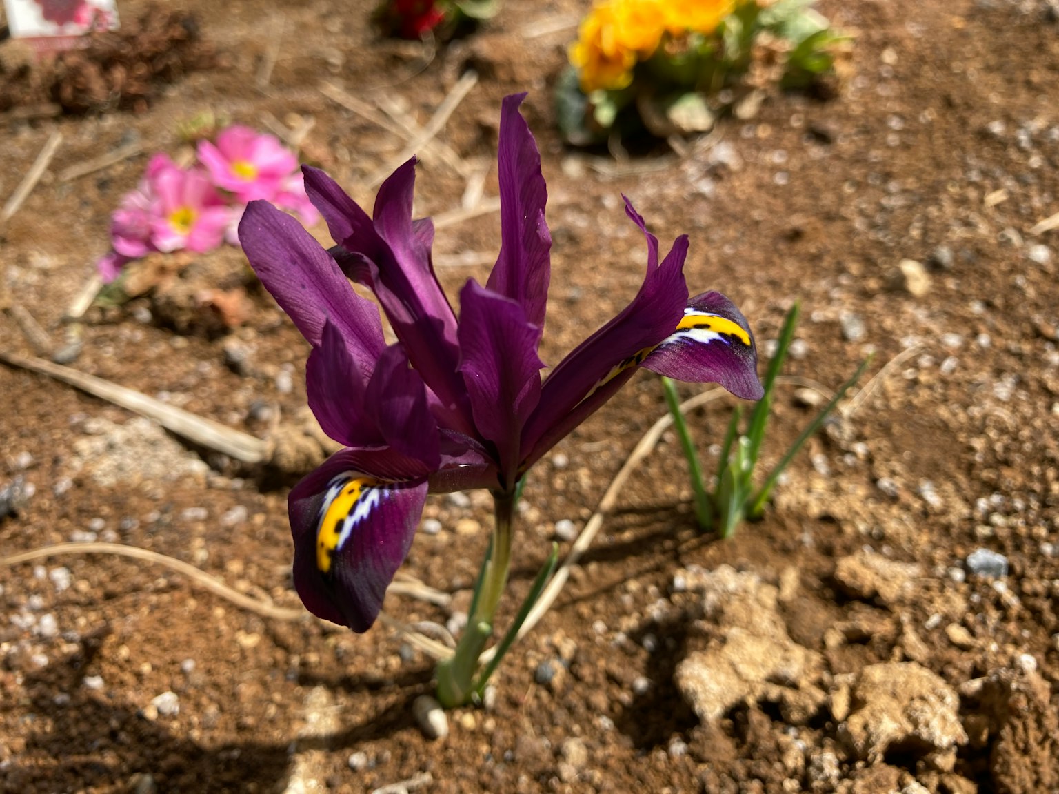 Primo piano di un fiore viola che sboccia nel terreno