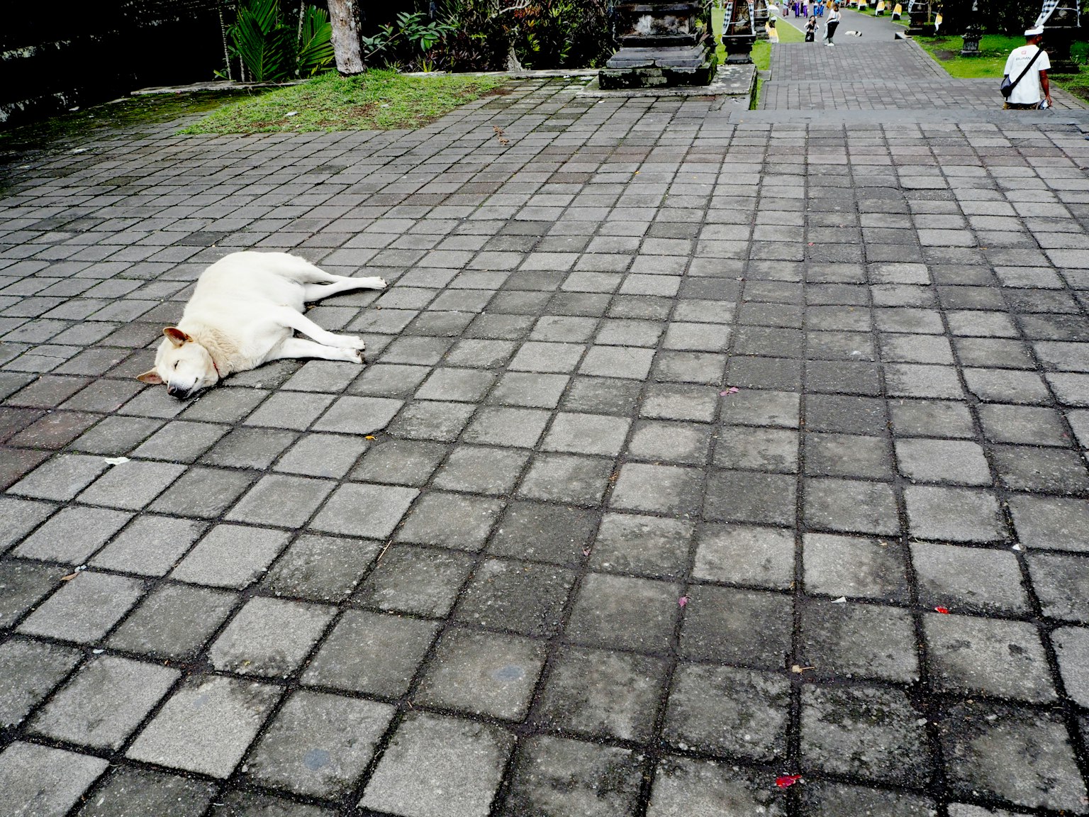 Un perro blanco acostado en un camino pavimentado con un fondo verde