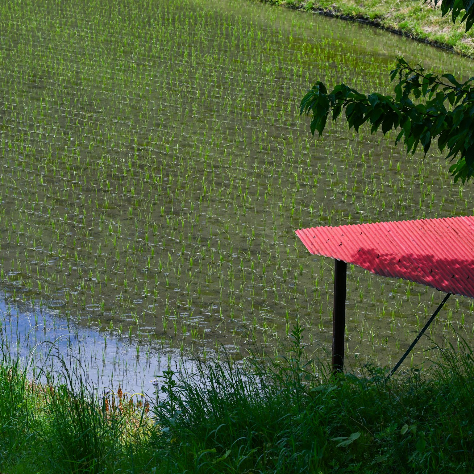 稻田和红色屋顶小屋的风景