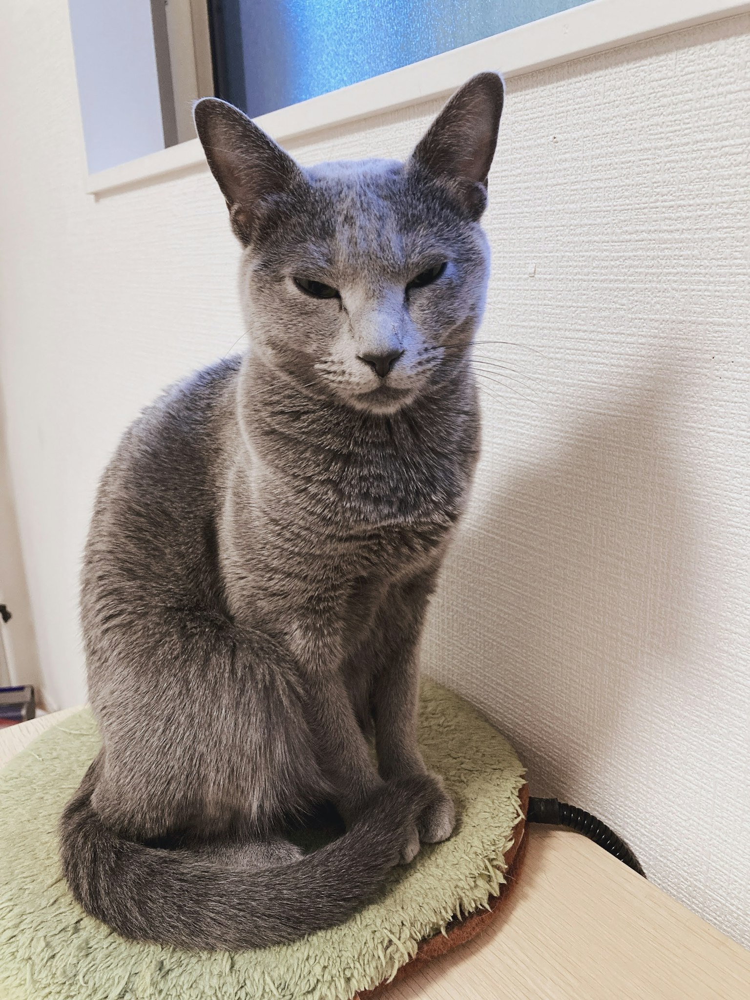 Gatto grigio seduto su un cuscino morbido