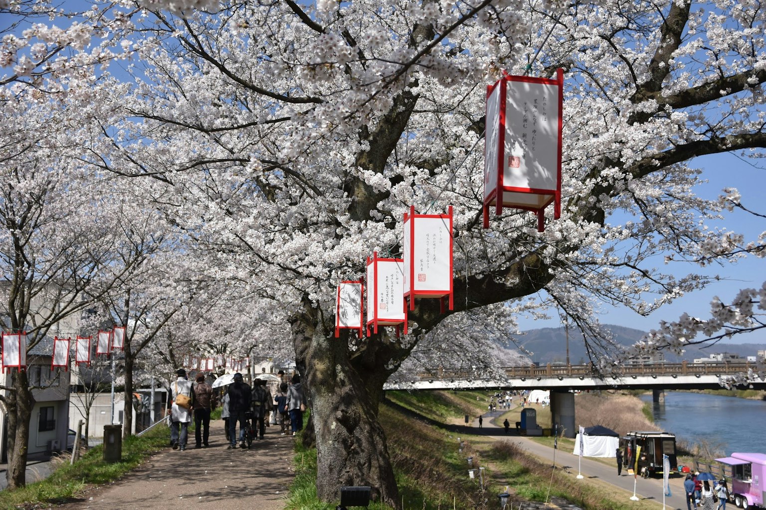 Árbol de cerezo en plena floración con farolillos rojos a lo largo del río