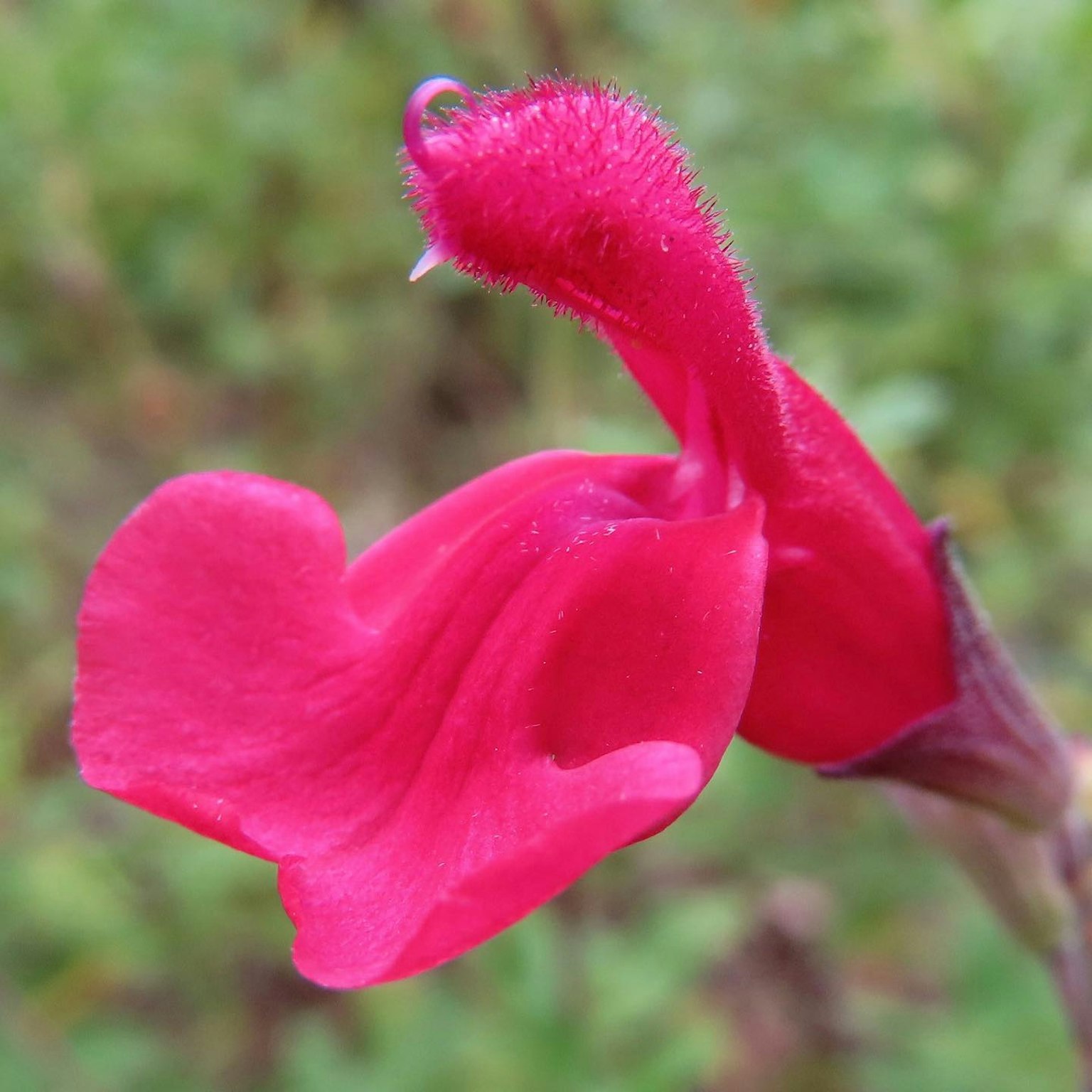 Close-up of a flower with vibrant red petals