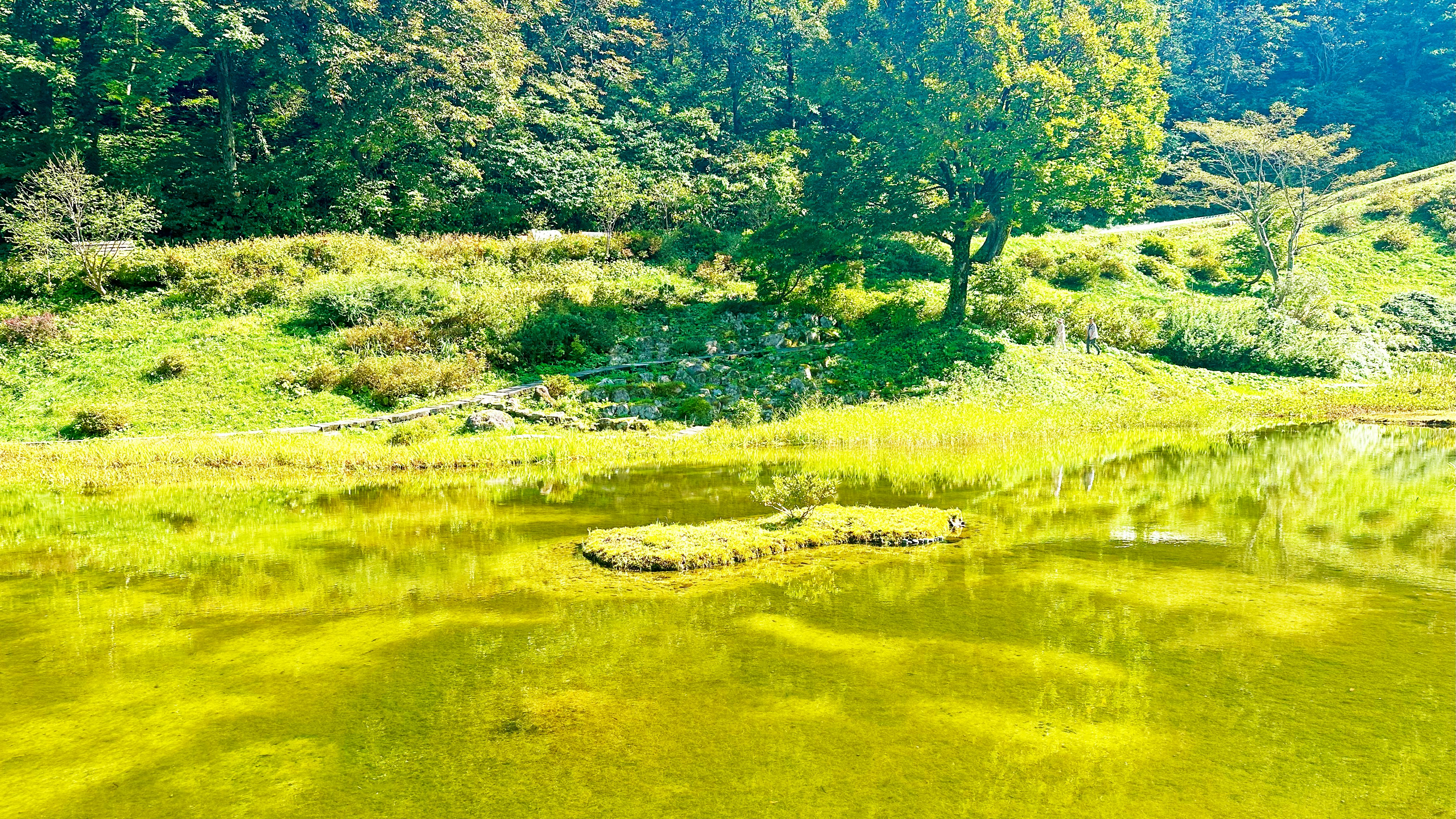 緑の丘と池のある自然の風景