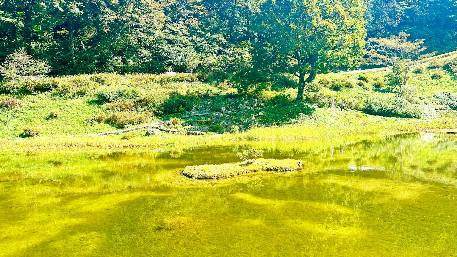 Paesaggio naturale con superficie d'acqua verde e alberi