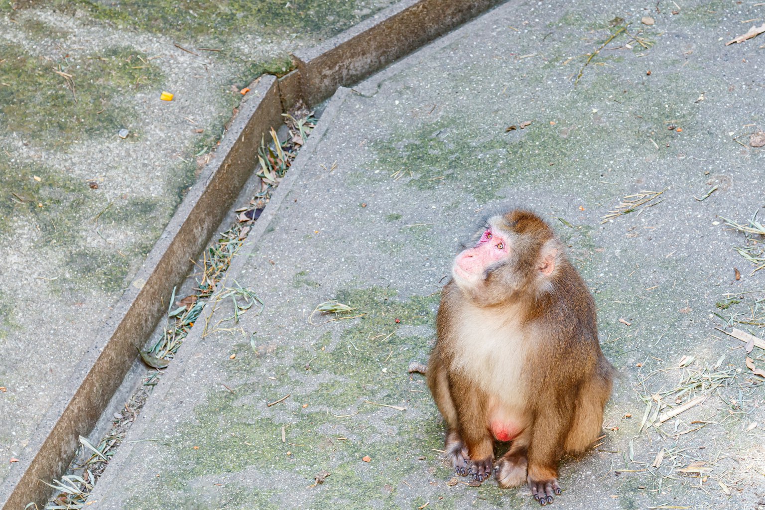 Un singe assis sur le sol regardant vers le haut
