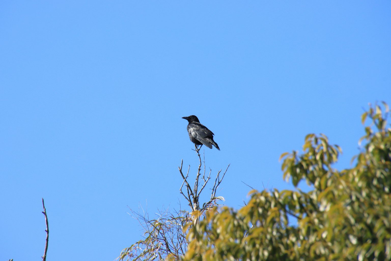 Vogel auf einem Baum vor einem klaren blauen Himmel