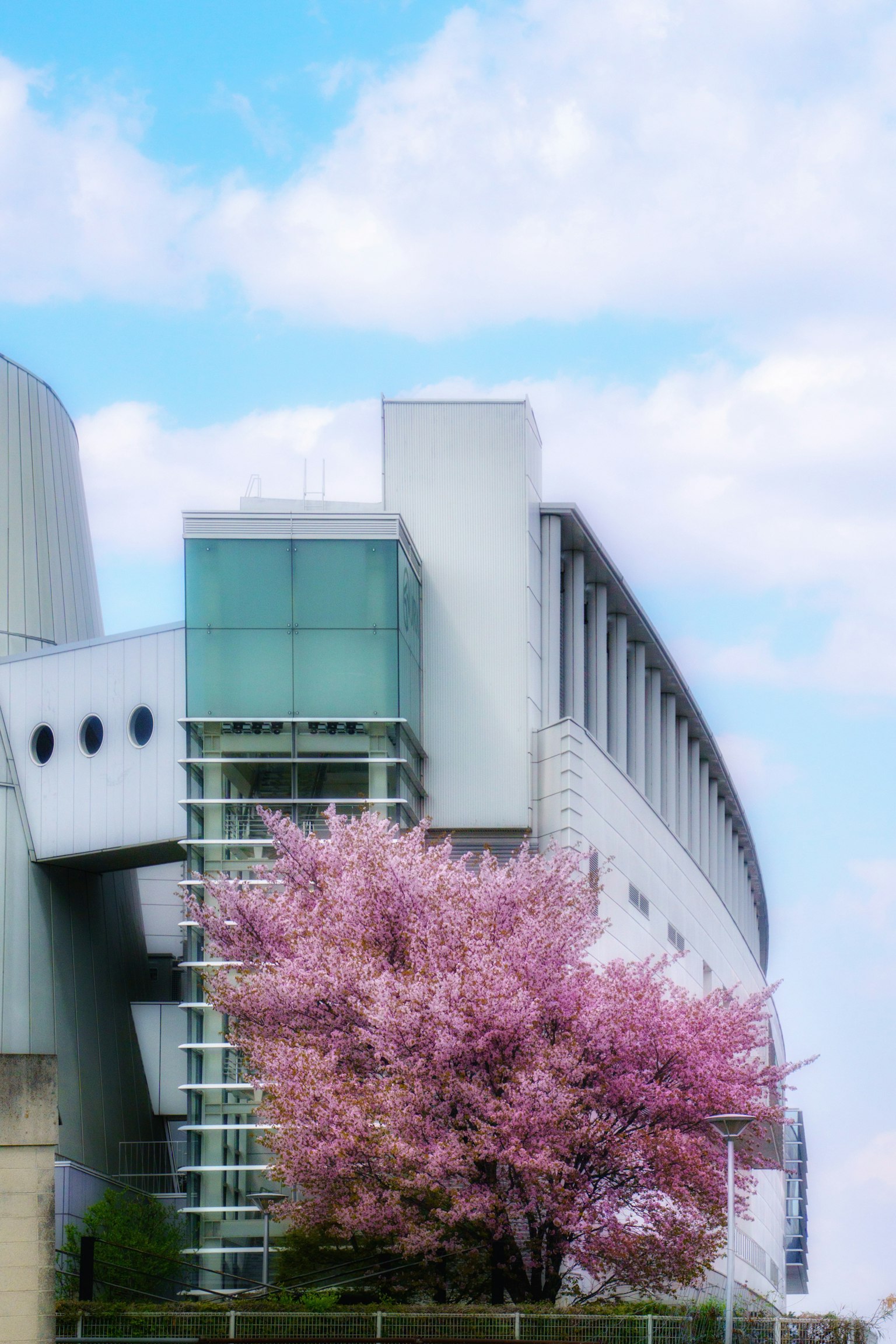 Modern building exterior with blooming cherry blossom tree