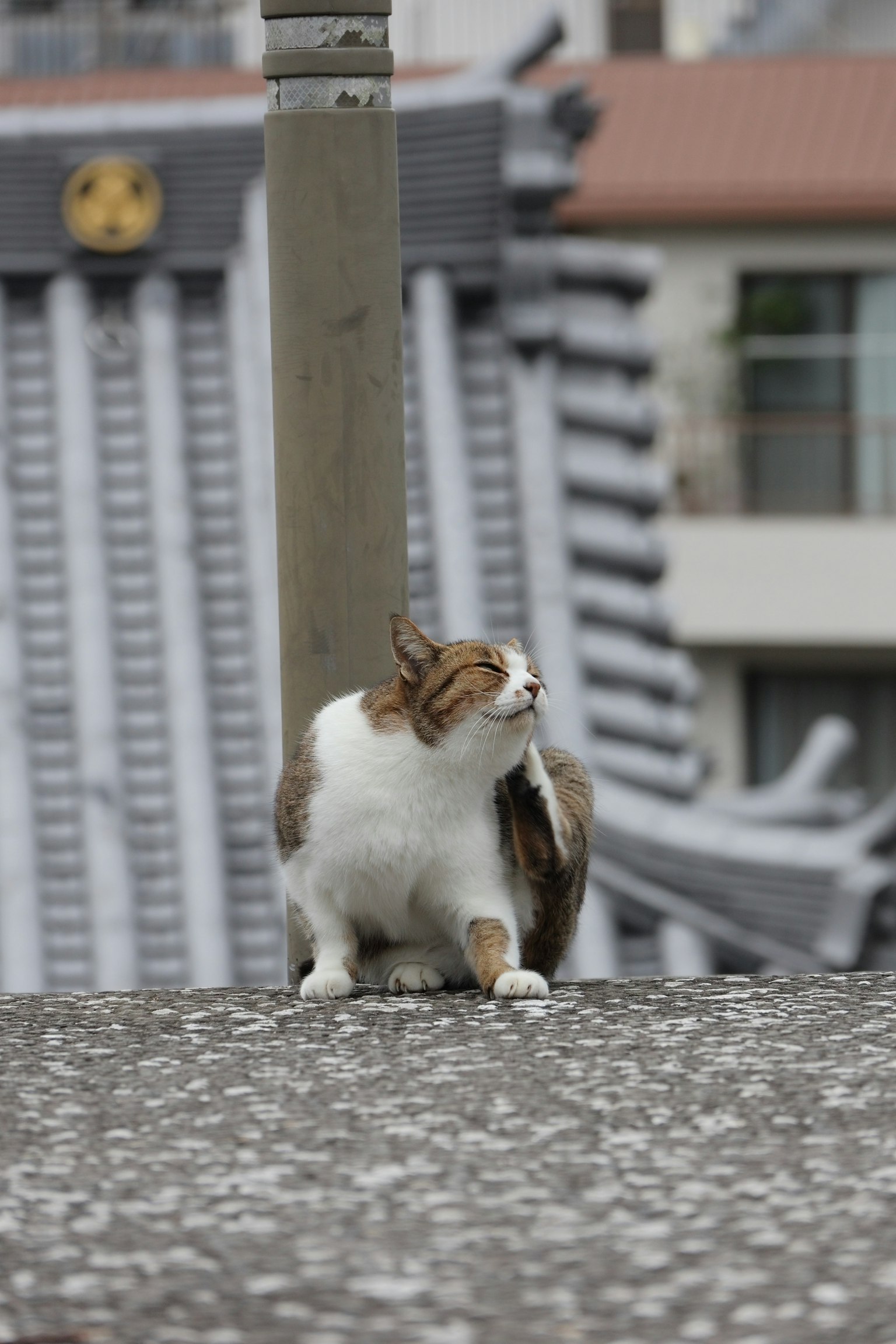A cat looking back in an urban setting with buildings in the background
