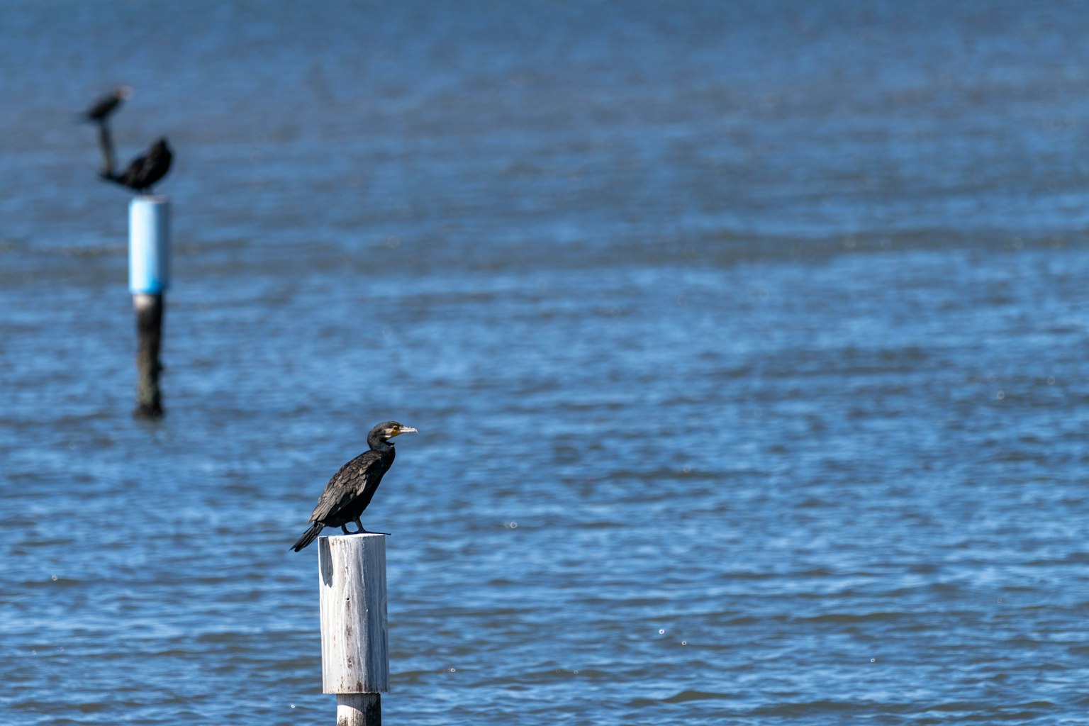 Un cormoran perché sur un poteau au-dessus de l'eau bleue
