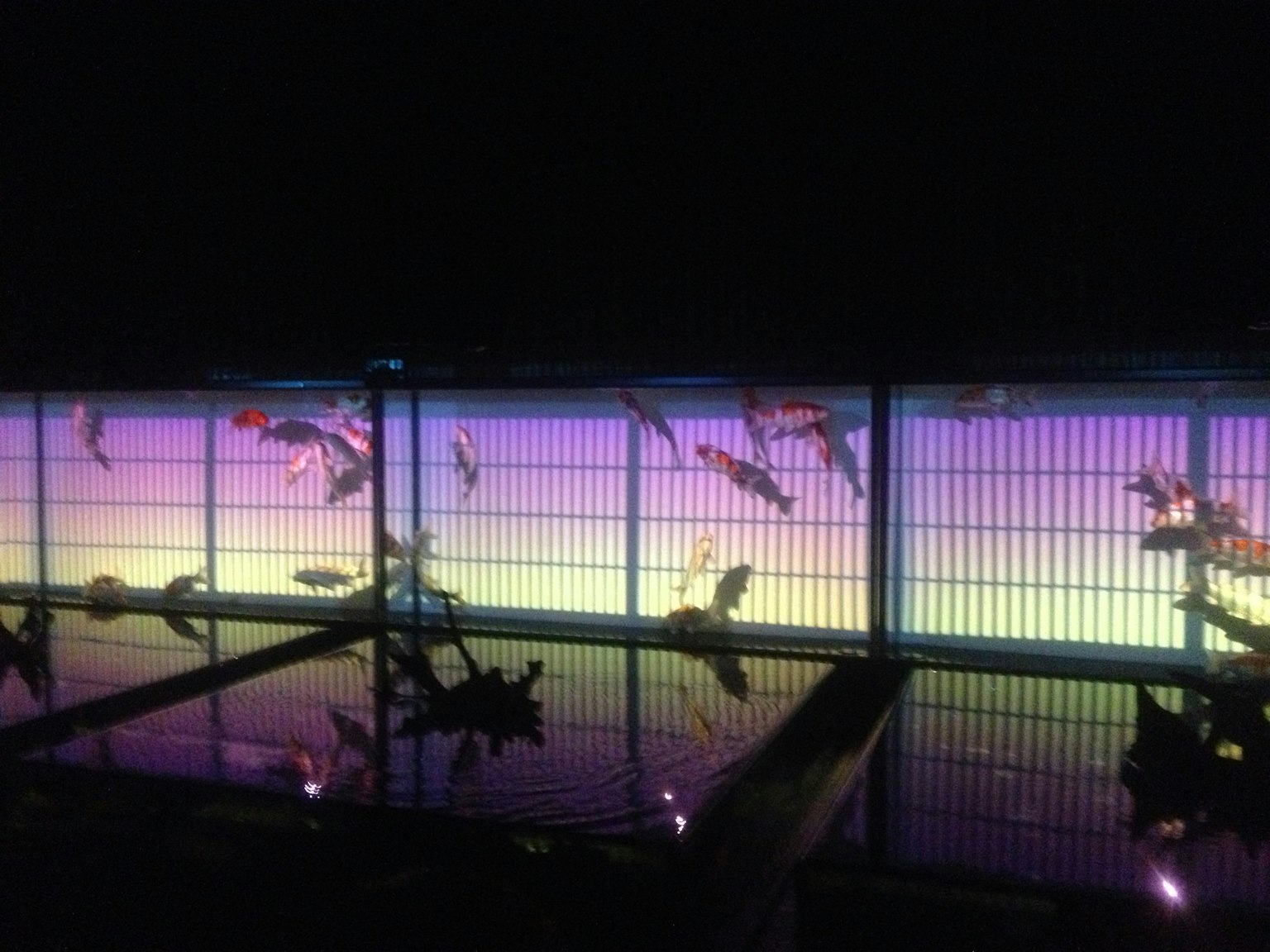 Fische schwimmen in einem Teich, der nachts von bunten Lichtern beleuchtet wird
