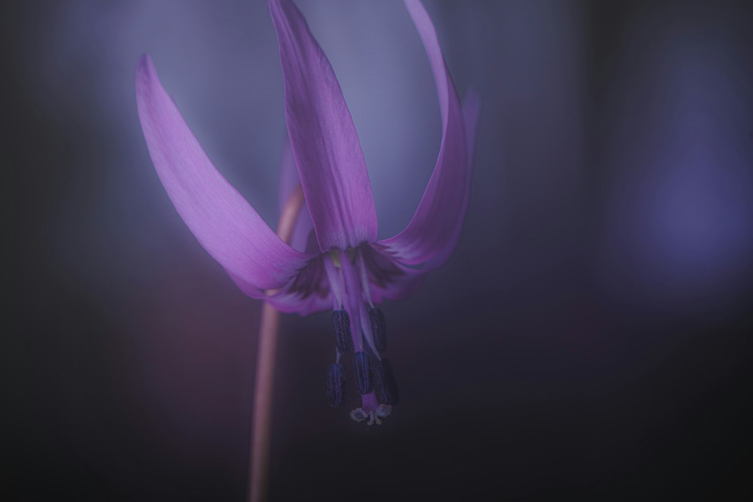 Acercamiento de una flor morada con un fondo suave