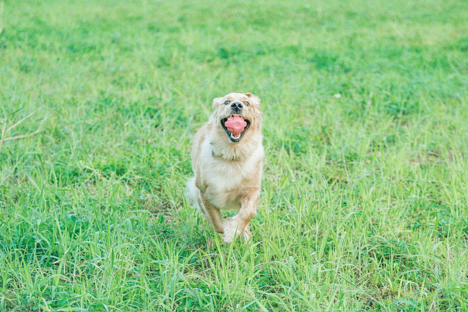 Dog running in a green field joyfully holding a ball