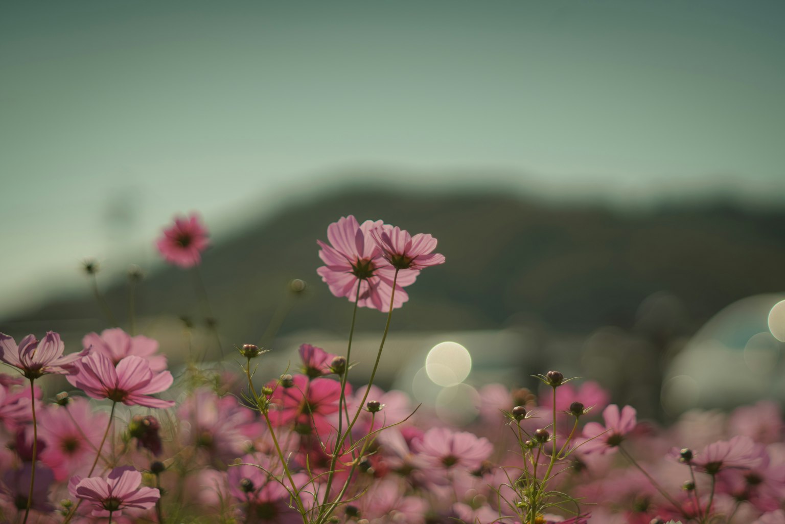 Campo de flores de cosmos rosas con una montaña borrosa al fondo