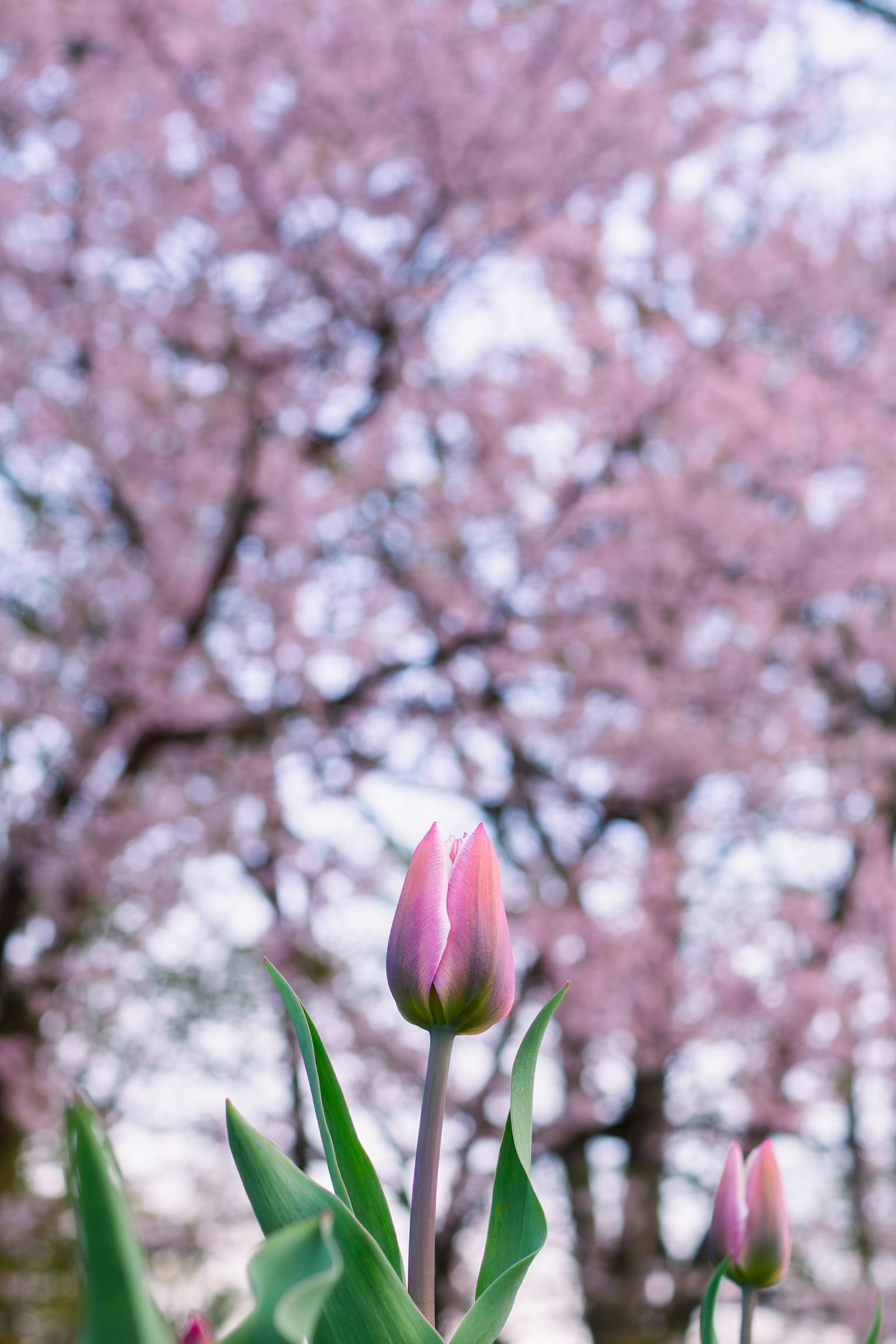 Tulip merah muda di depan pohon sakura yang mekar