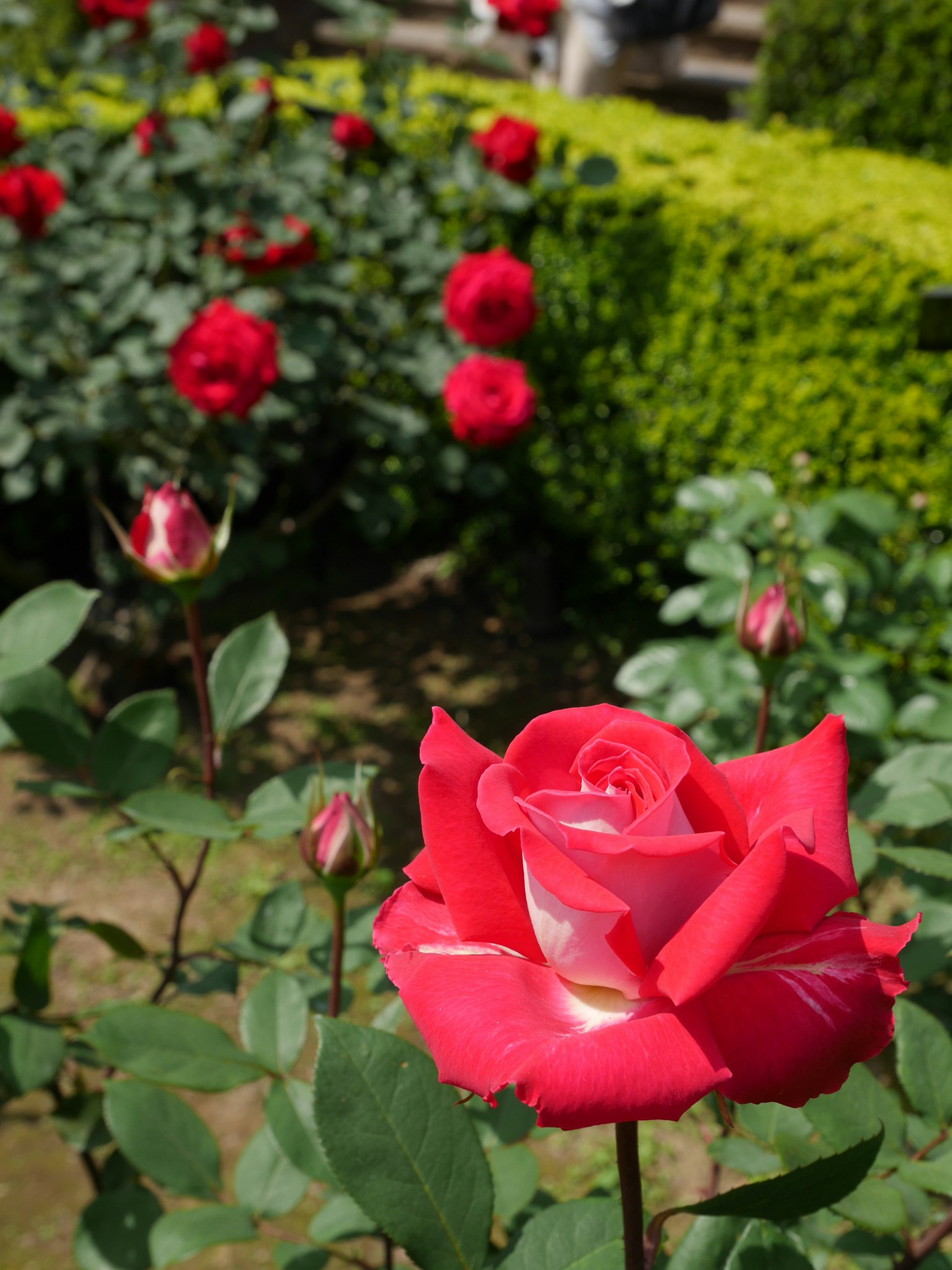 A garden scene featuring blooming red roses